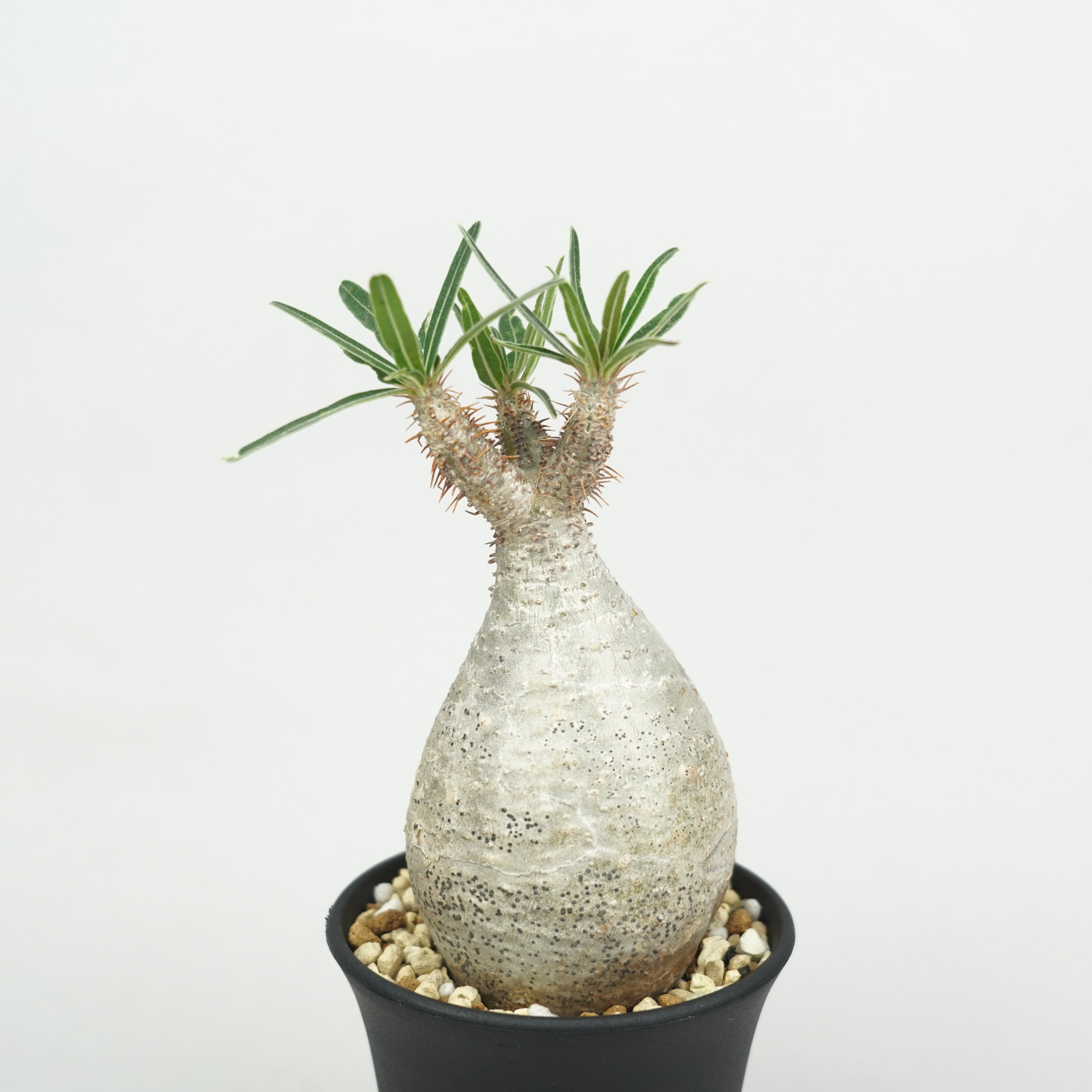 パキポディウム・グラキリス「Pachypodium rosulatum var. gracilius