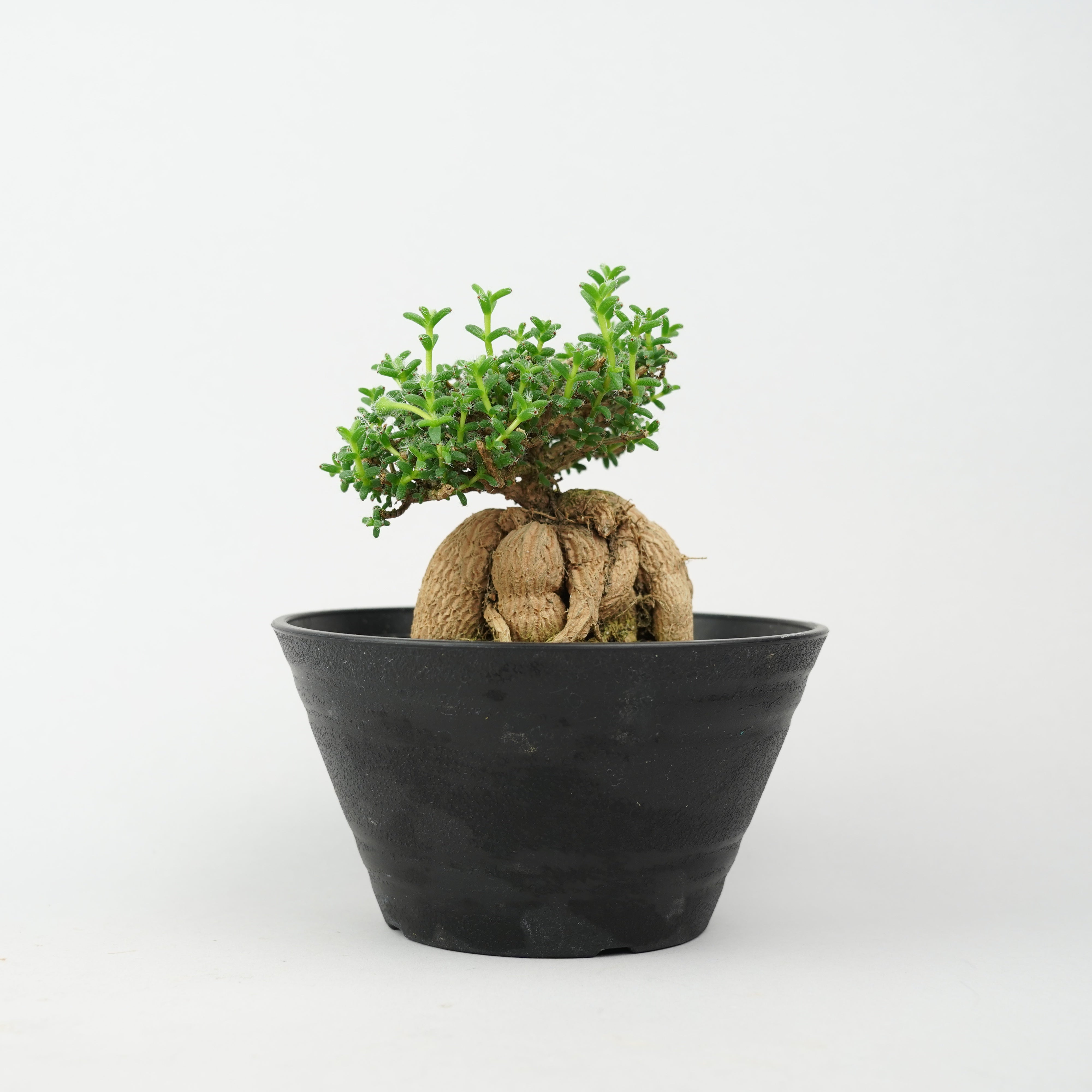 チャッピー　観峰玉 etc/すべて_その他植物 – Hachi-8