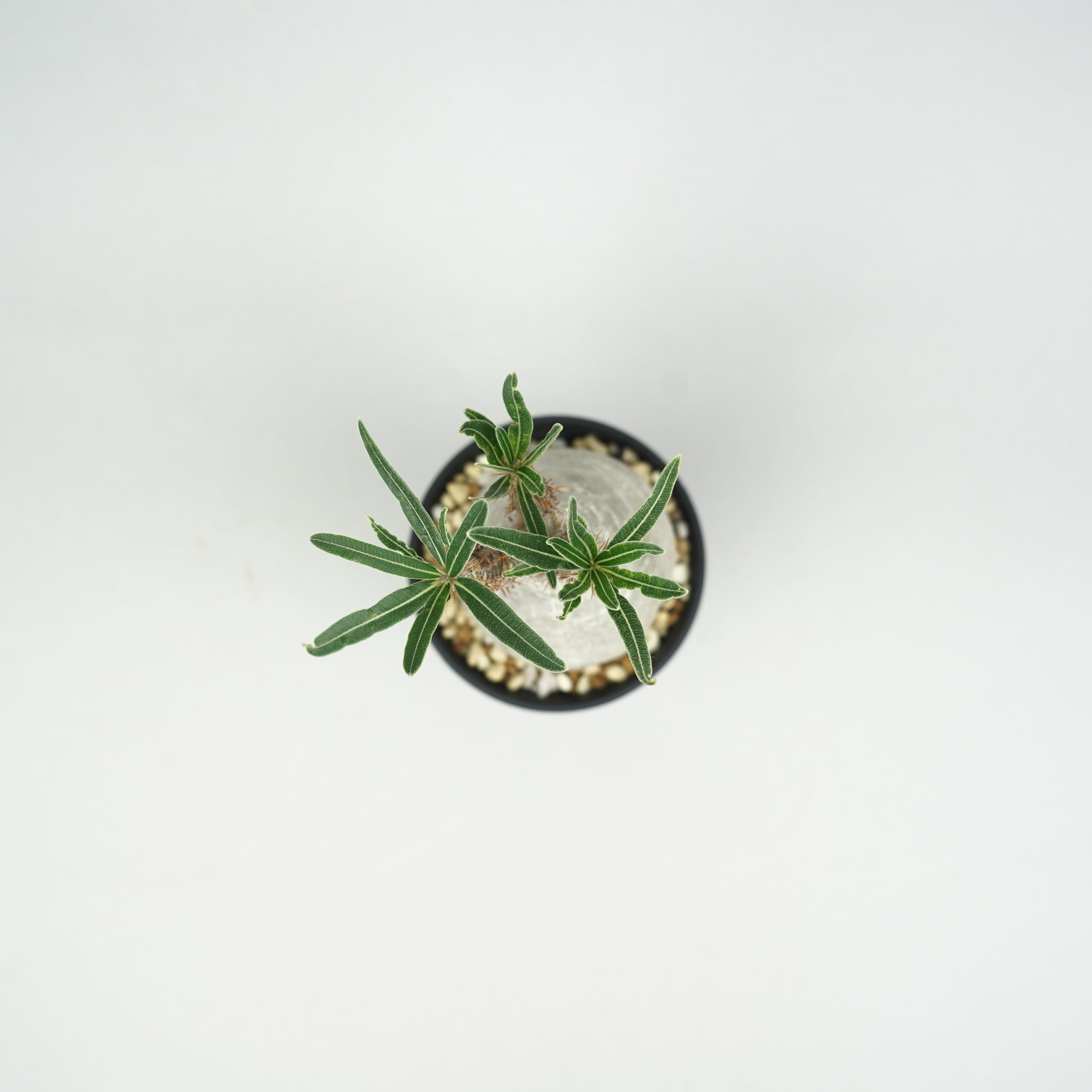 パキポディウム・グラキリス「Pachypodium rosulatum var. gracilius