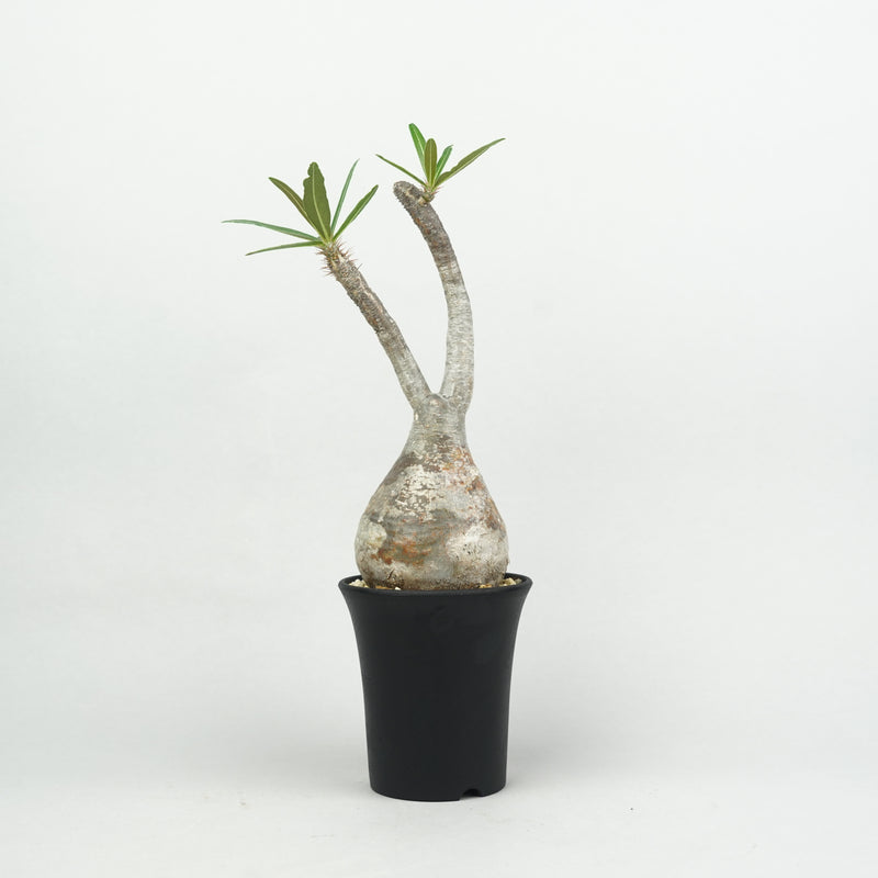 パキポディウム・グラキリス「Pachypodium rosulatum var. gracilius 」/GR0184