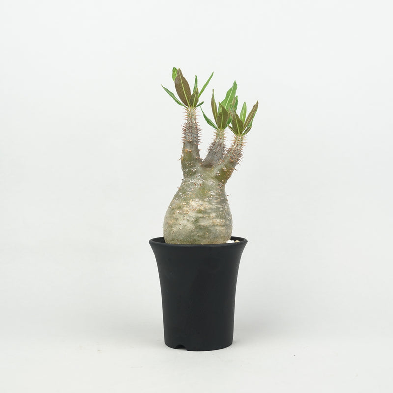 パキポディウム・グラキリス「Pachypodium rosulatum var. gracilius 」/GR0224