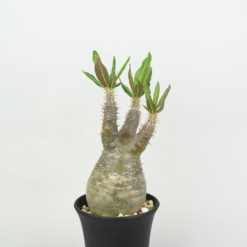 パキポディウム・グラキリス「Pachypodium rosulatum var. gracilius 」/GR0224