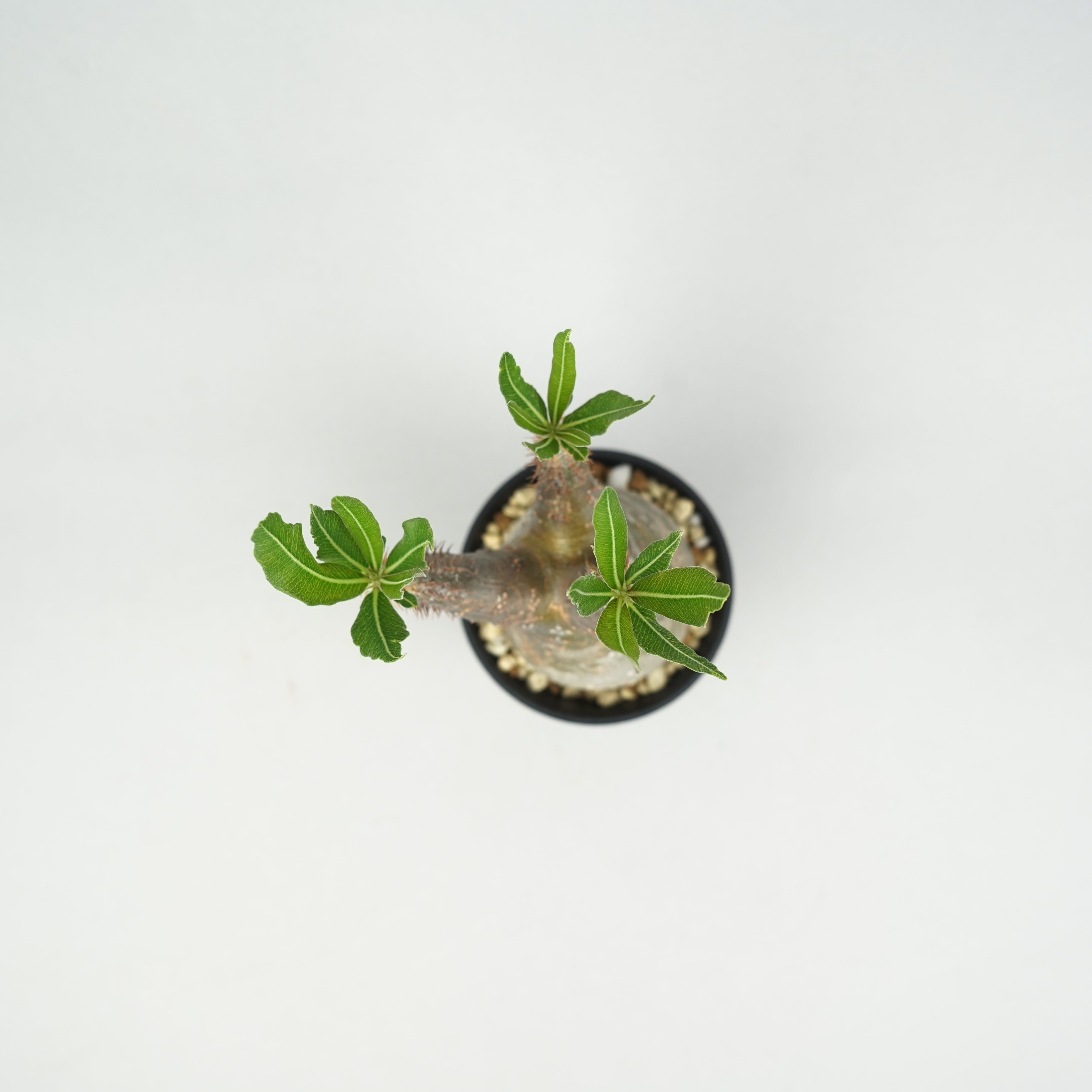 パキポディウム・グラキリス「Pachypodium rosulatum var. gracilius
