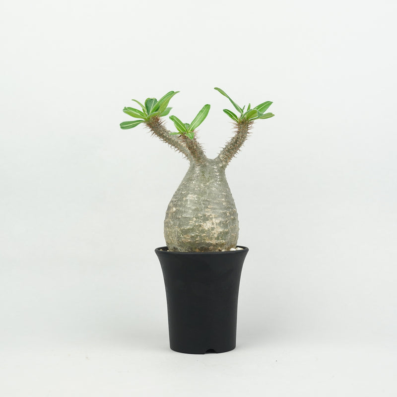 パキポディウム・グラキリス「Pachypodium rosulatum var. gracilius 」/GR0239