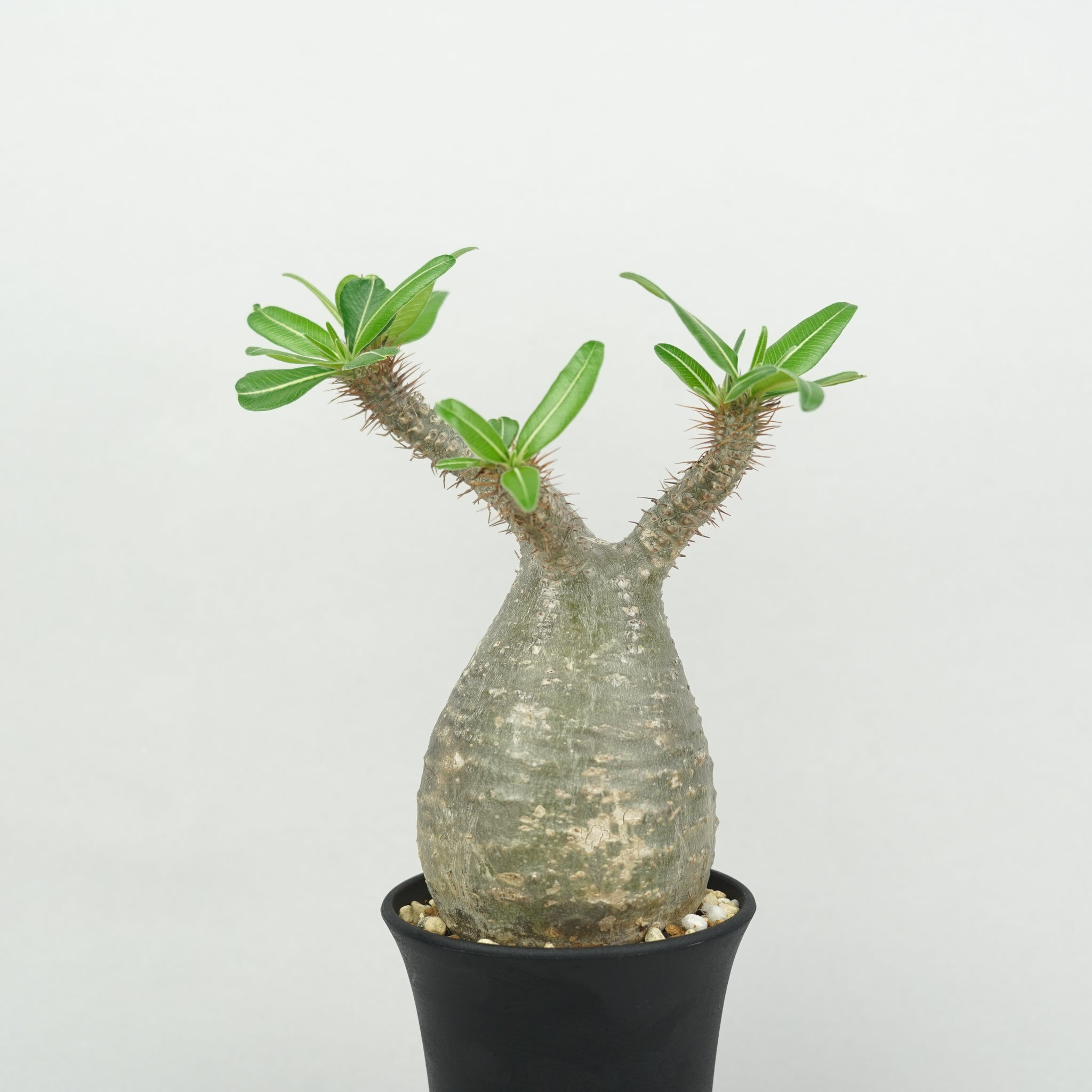 パキポディウム・グラキリス「Pachypodium rosulatum var. gracilius