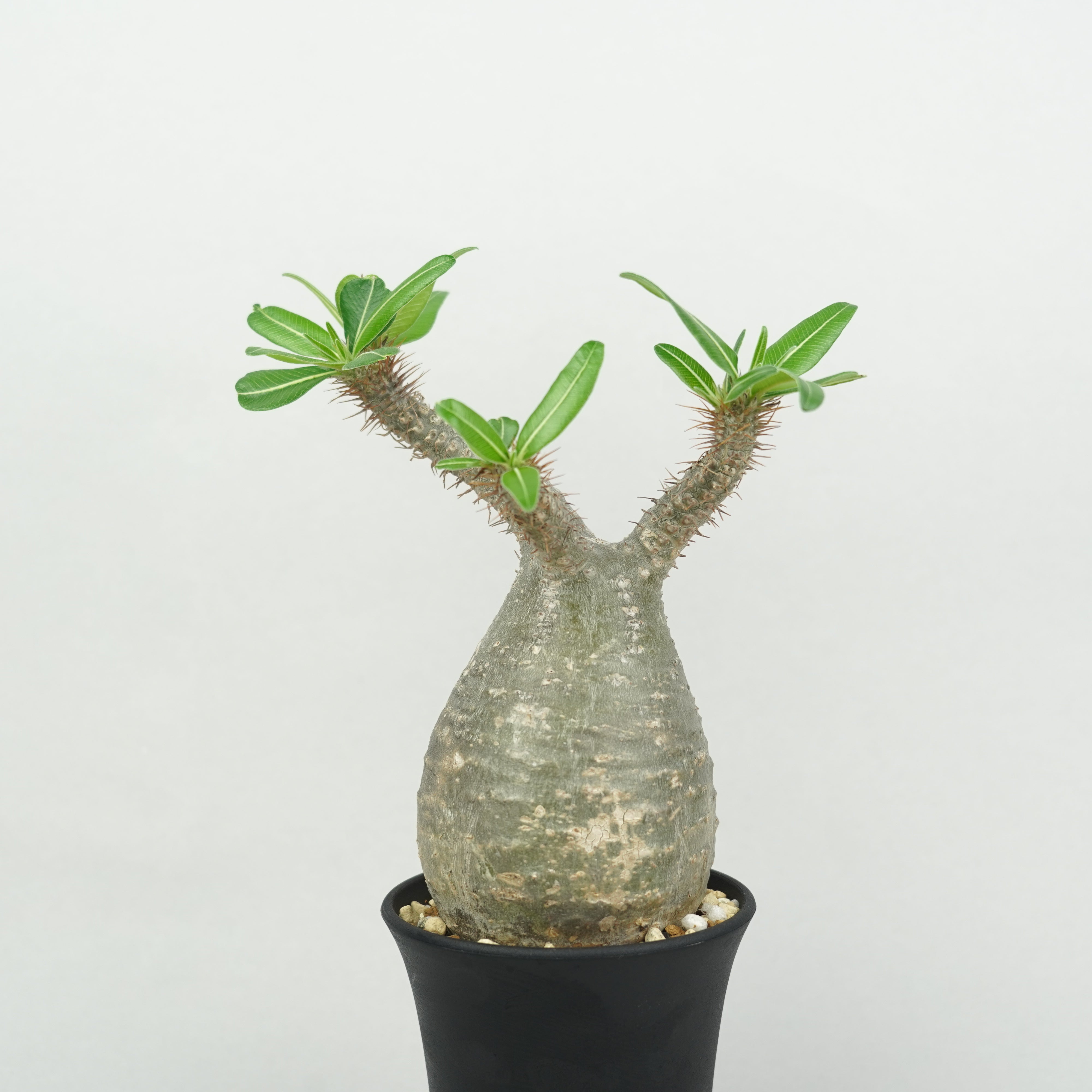 パキポディウム グラキリス Pachypodium gracilius ① パキポディウム・グラキリス「Pachypodium rosulatum var. gracilius