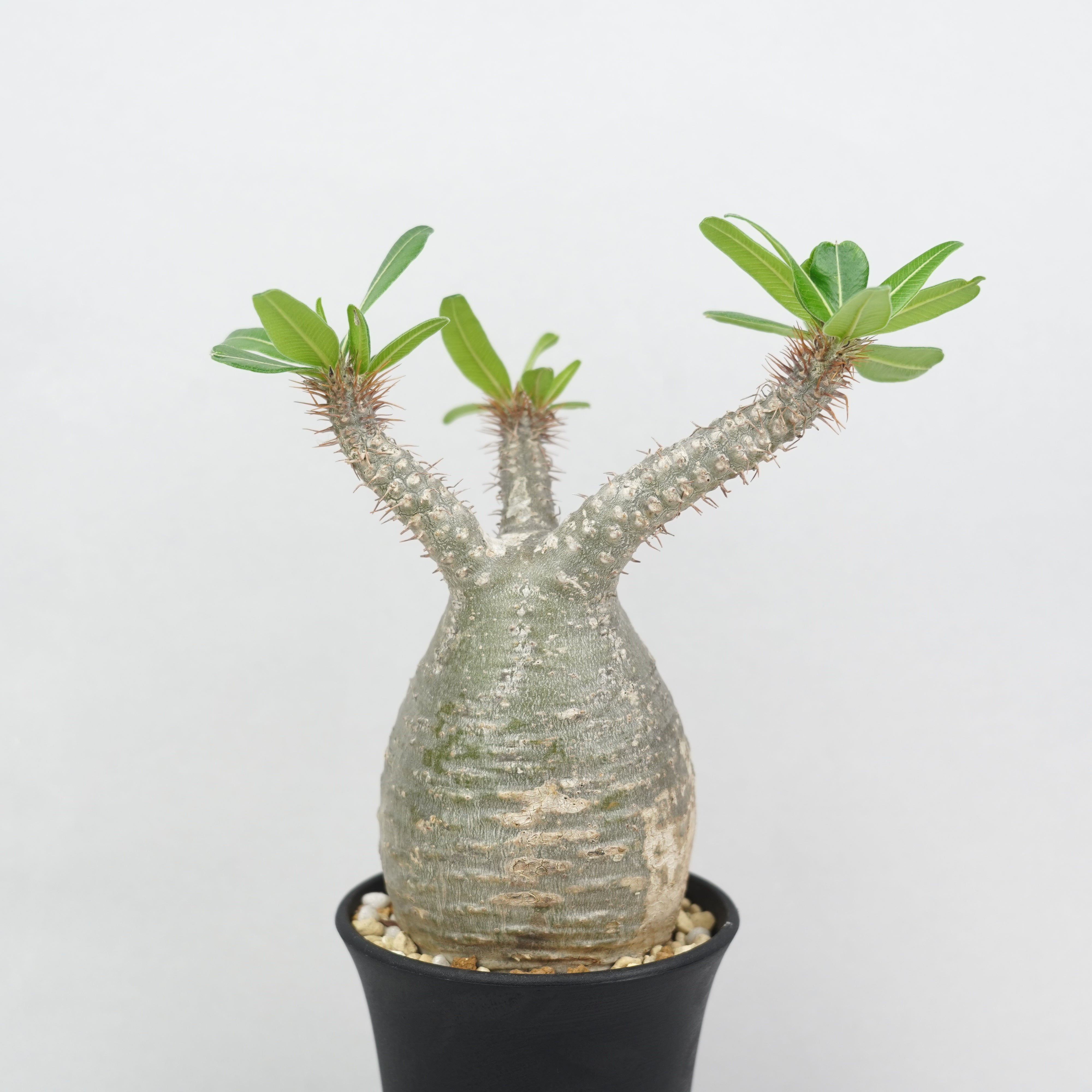 パキポディウム・グラキリス「Pachypodium rosulatum var. gracilius