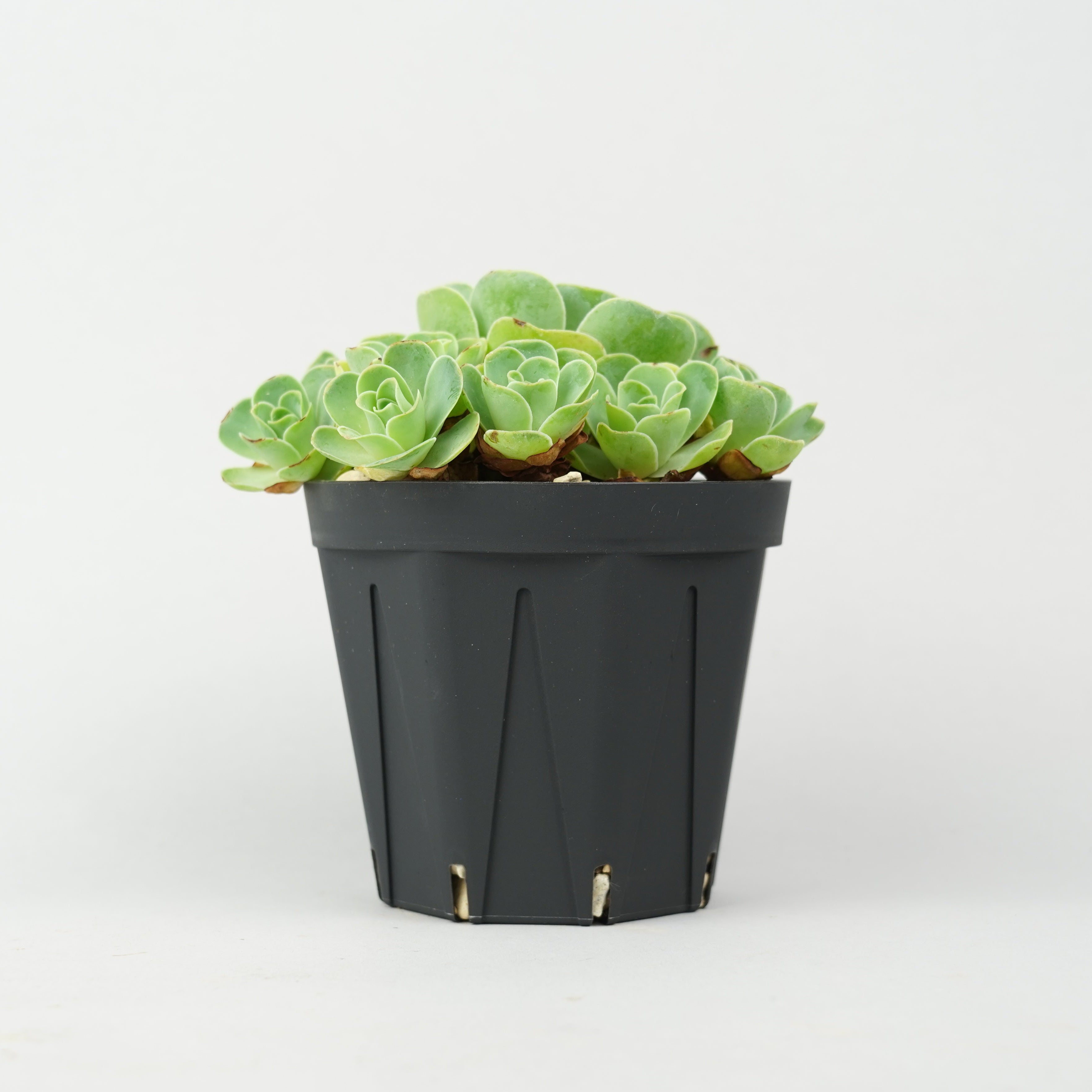 植物/希少植物etc/その他の希少植物 – Hachi-8