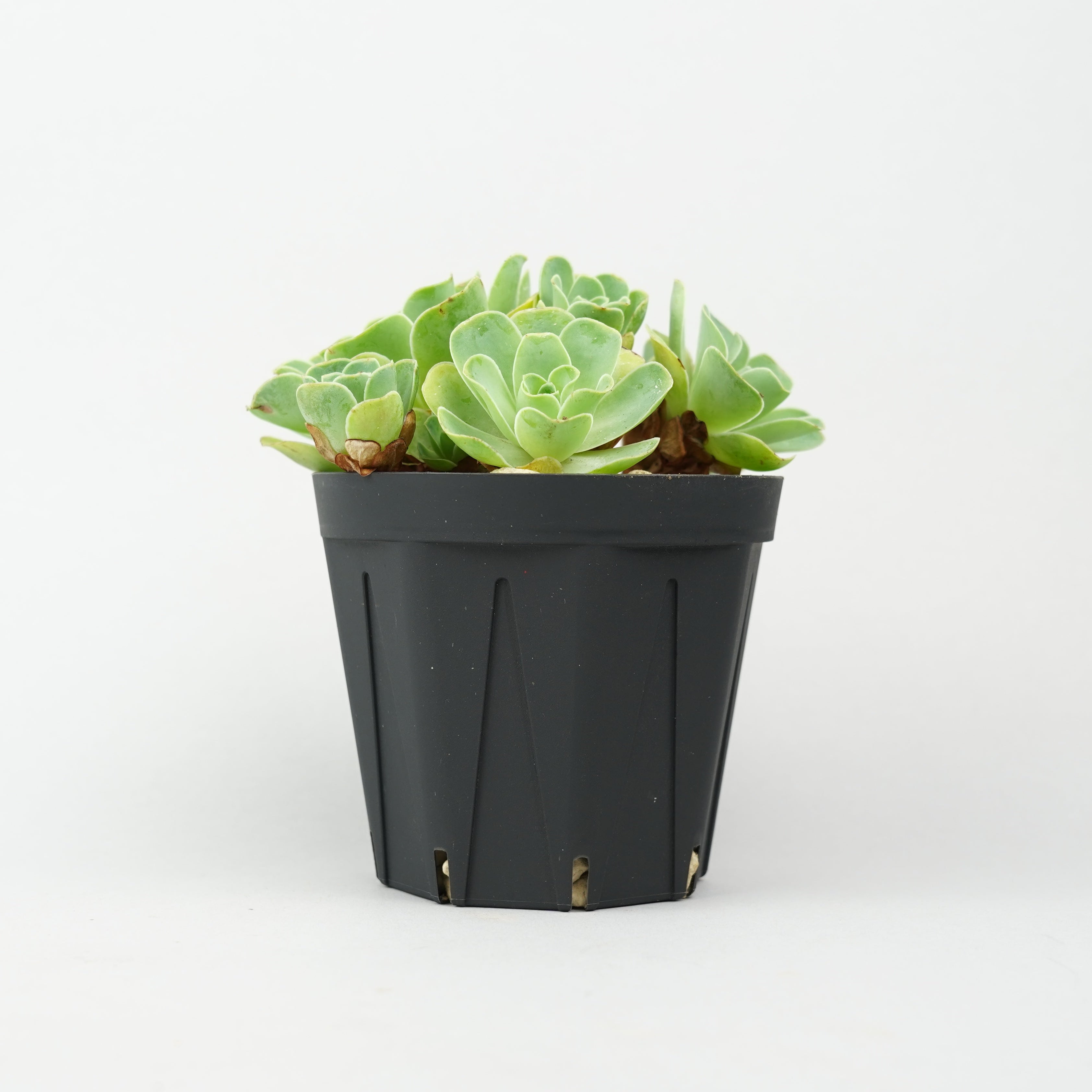 HACHI-8公式】すべての植物 -植木鉢と植物の専門店- – Hachi-8