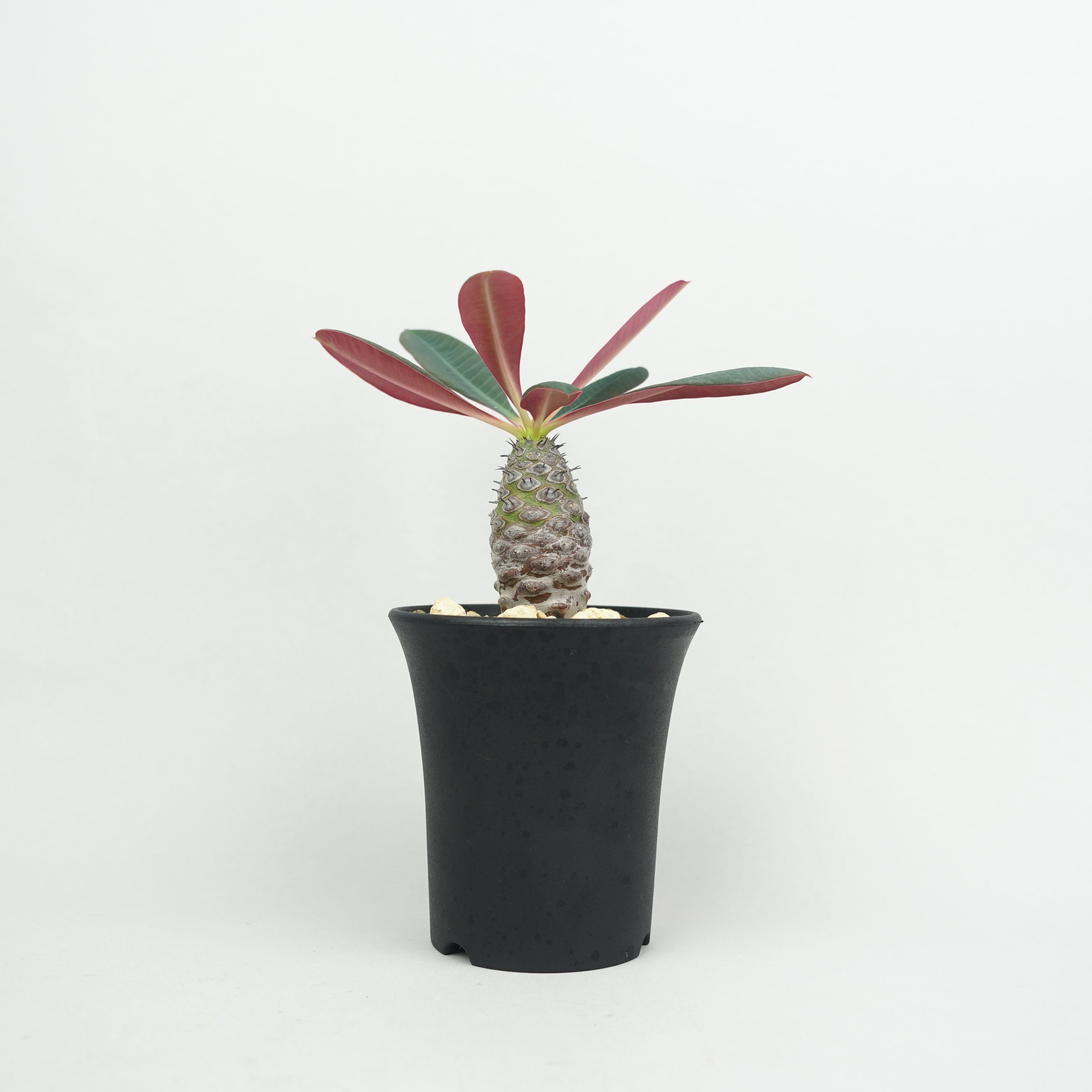ユーフォルビア・パキポディオイデス「Euphorbia pachypodioides