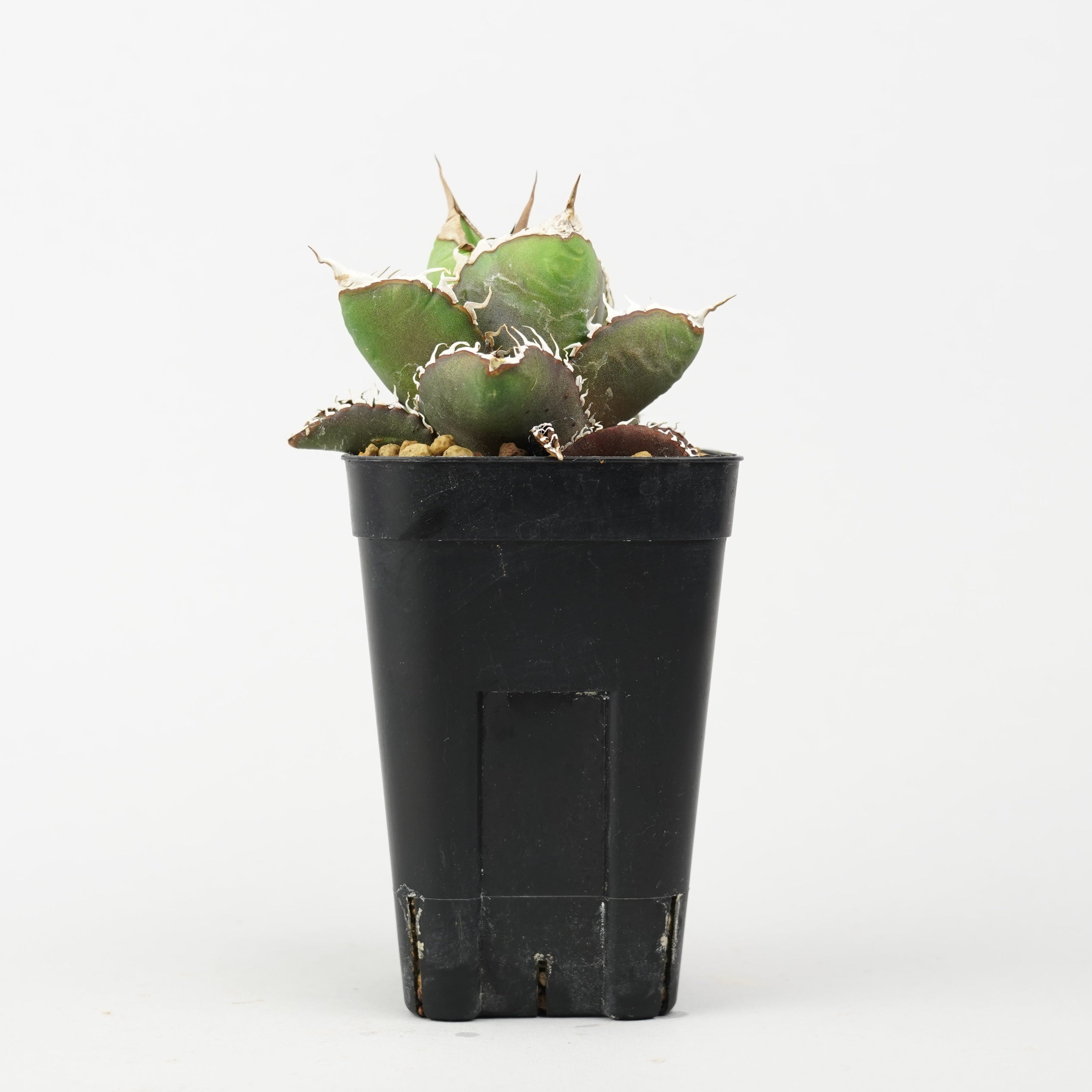 植物/悪魔くん – Hachi-8