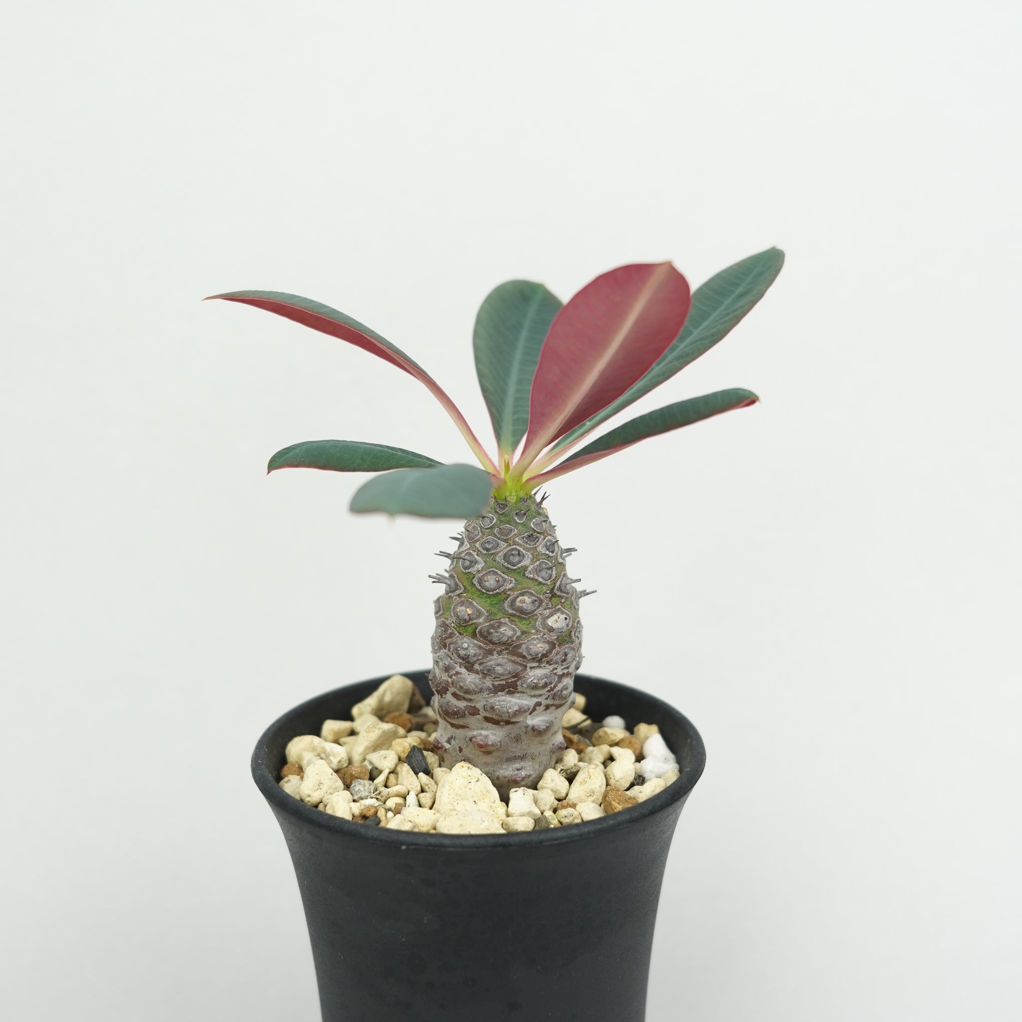 ユーフォルビア・パキポディオイデス「Euphorbia pachypodioides