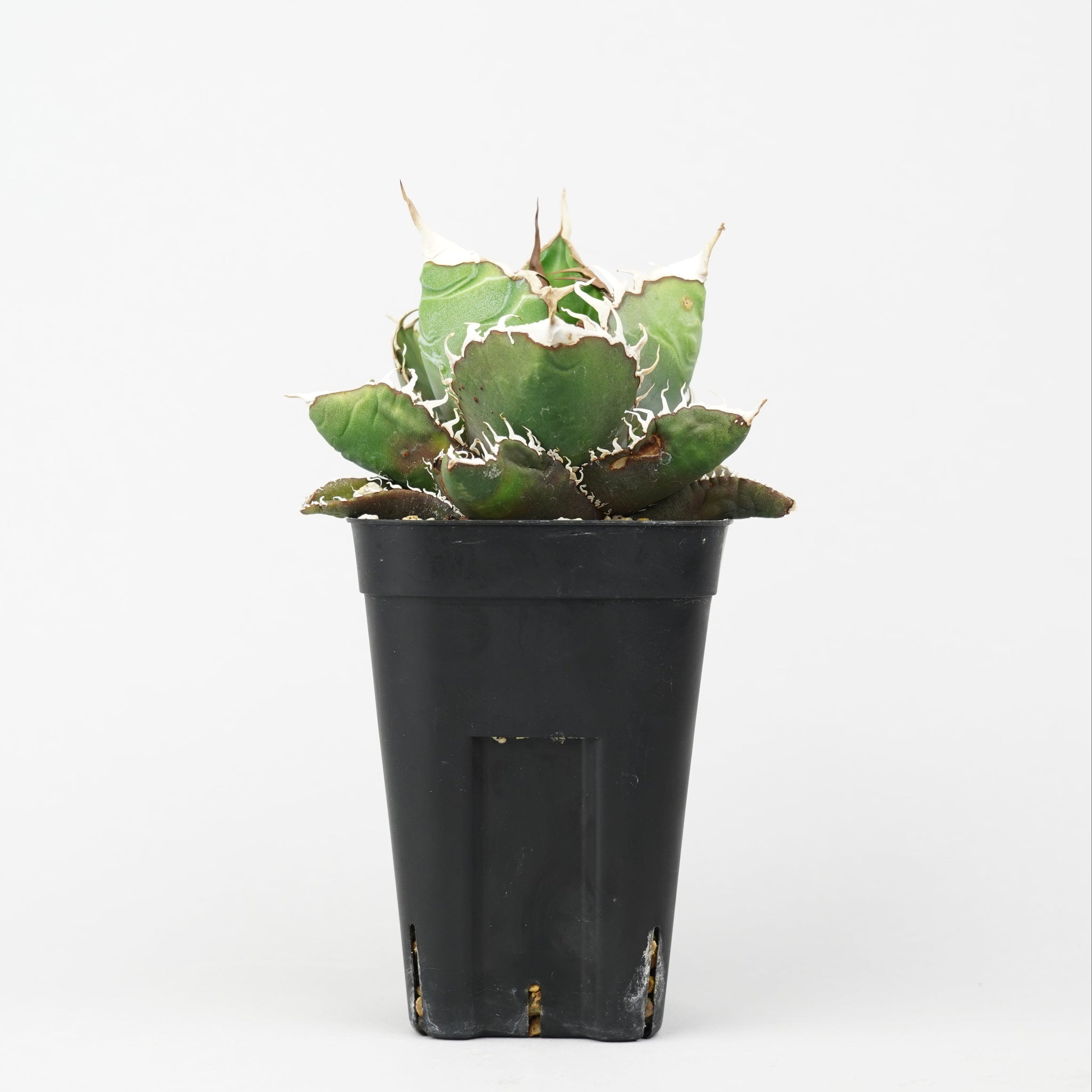 アガベ・チタノタ “悪魔くん”「Agave titanota 'Akumakun'」/AG0331