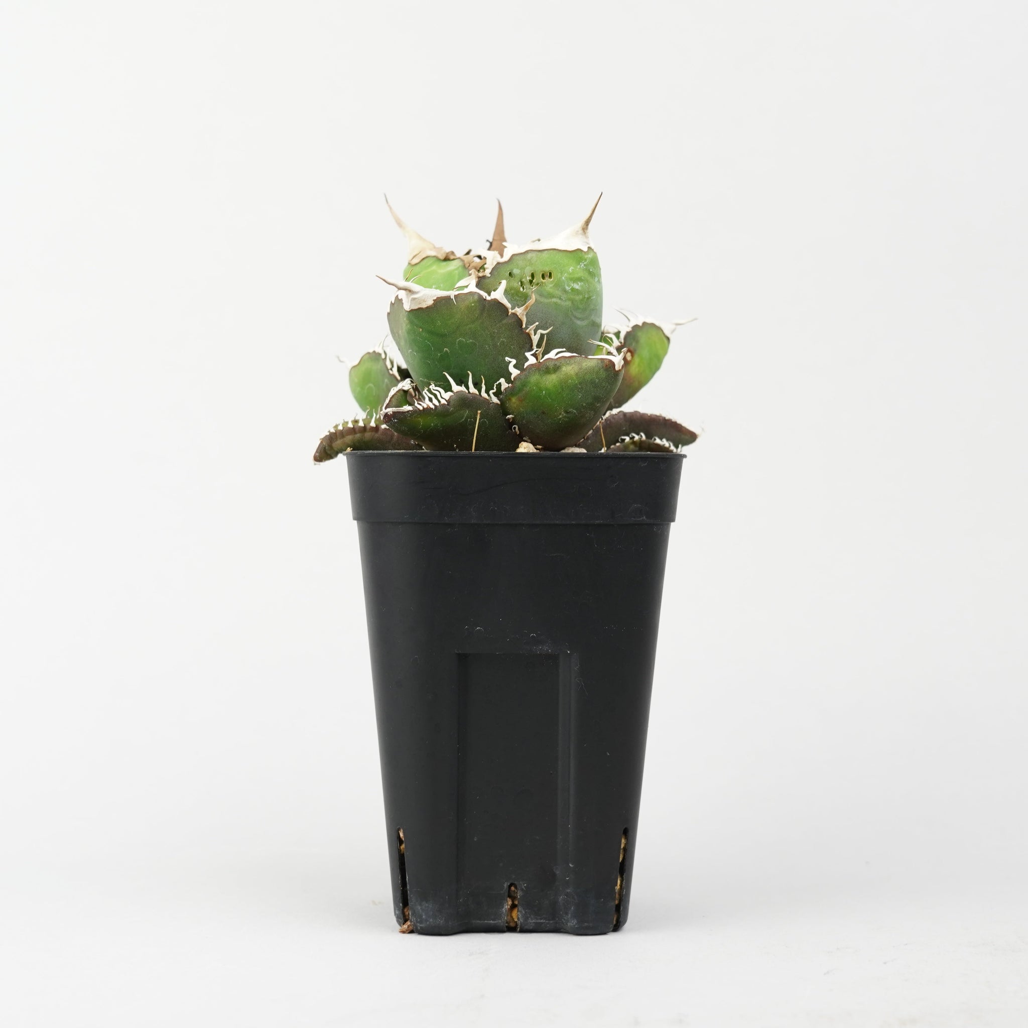 アガベ・チタノタ “悪魔くん”「Agave titanota 'Akumakun'」/AG0332