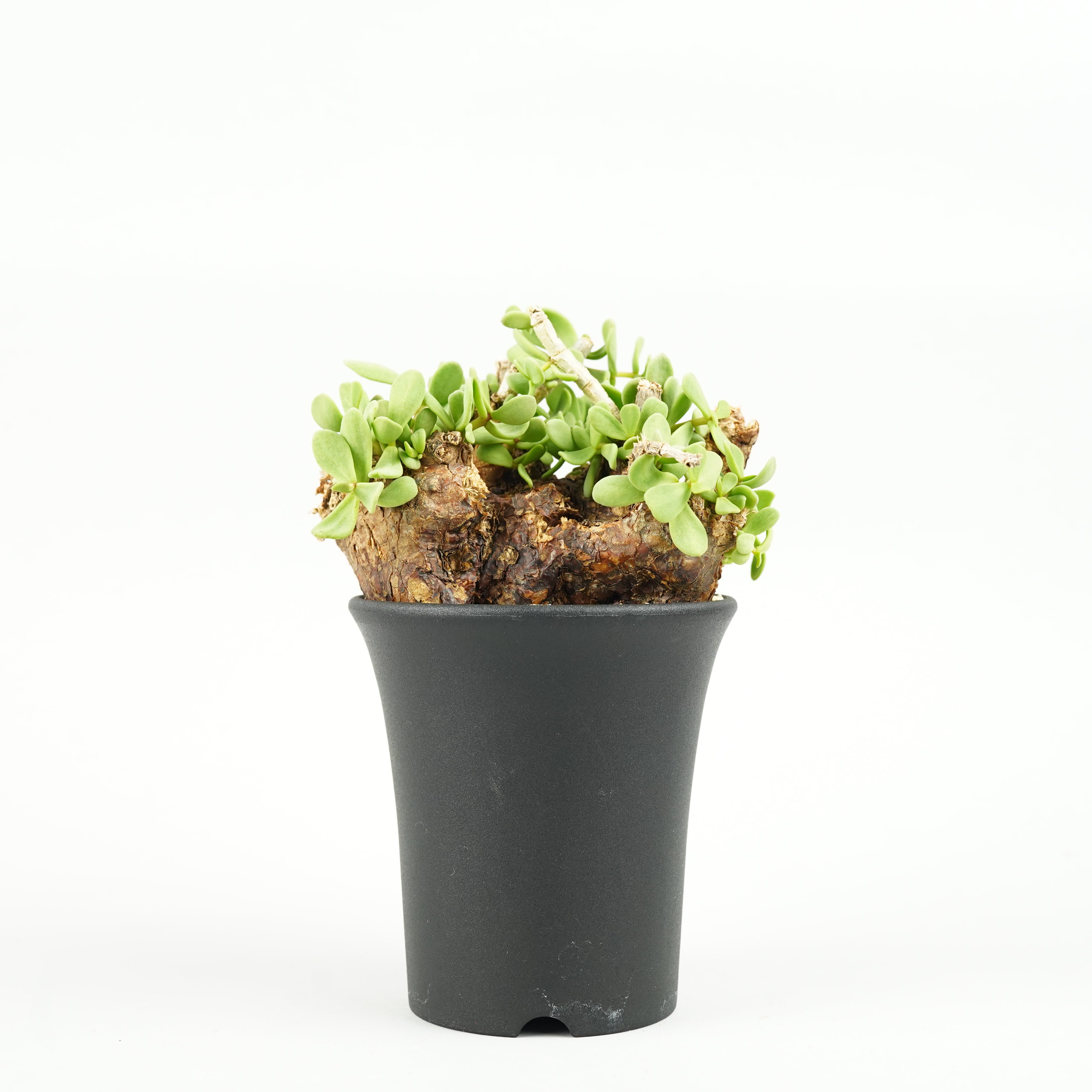 ピグマエア – Hachi-8