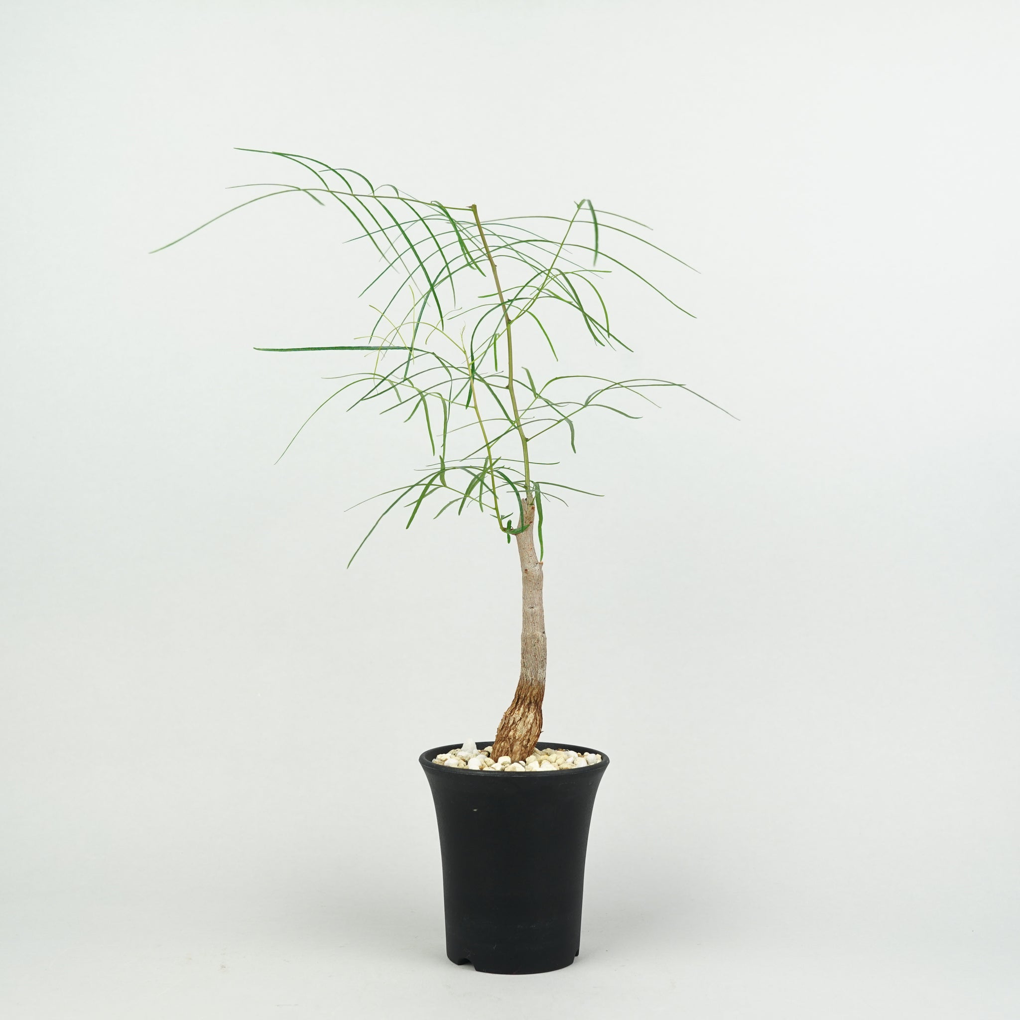 ブルセラ　パラドクサ ブルセラ・パラドクサ「Bursera paradoxa」/ KB073 – Hachi-8