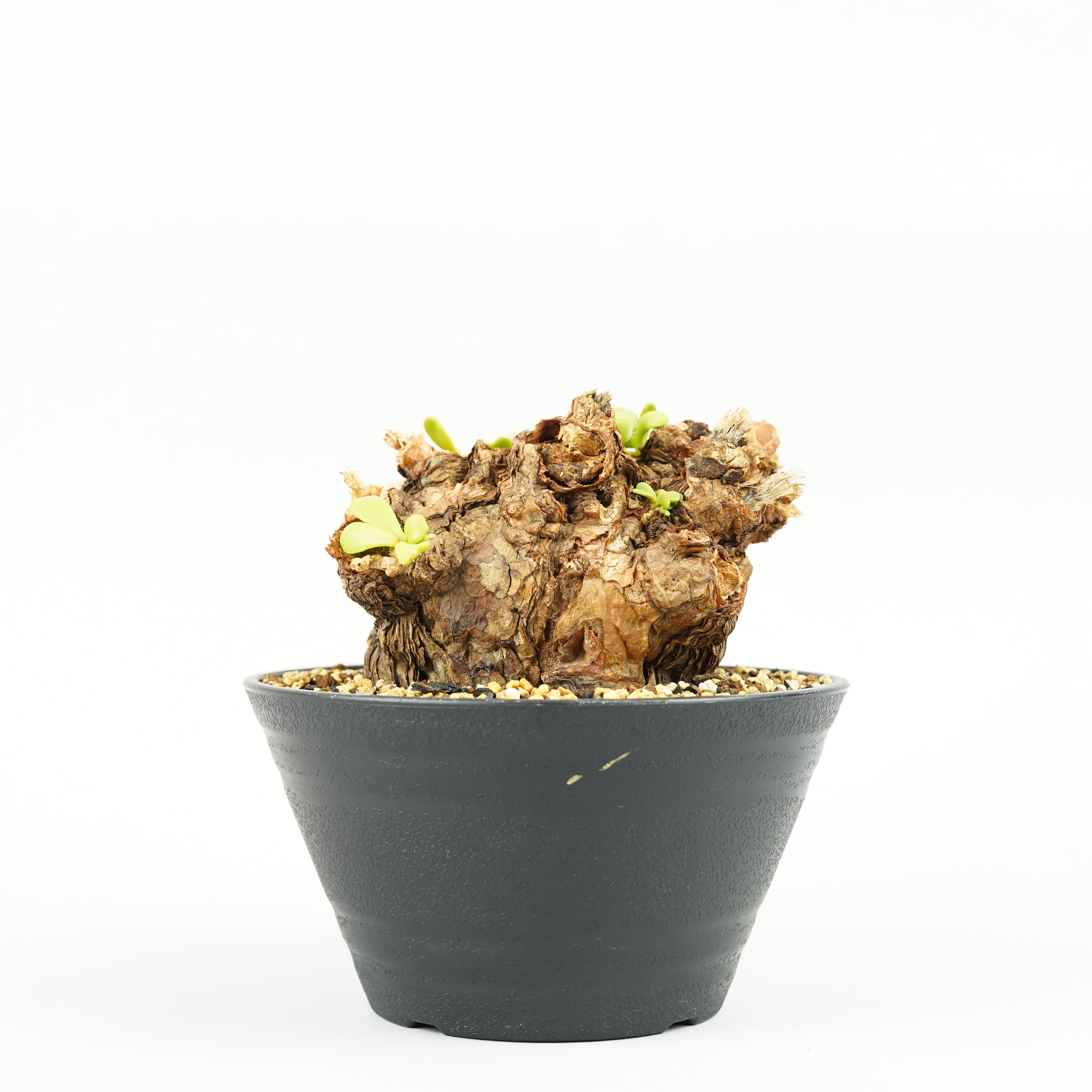 丸葉　ピグマエア fit=scale-down,w=1200