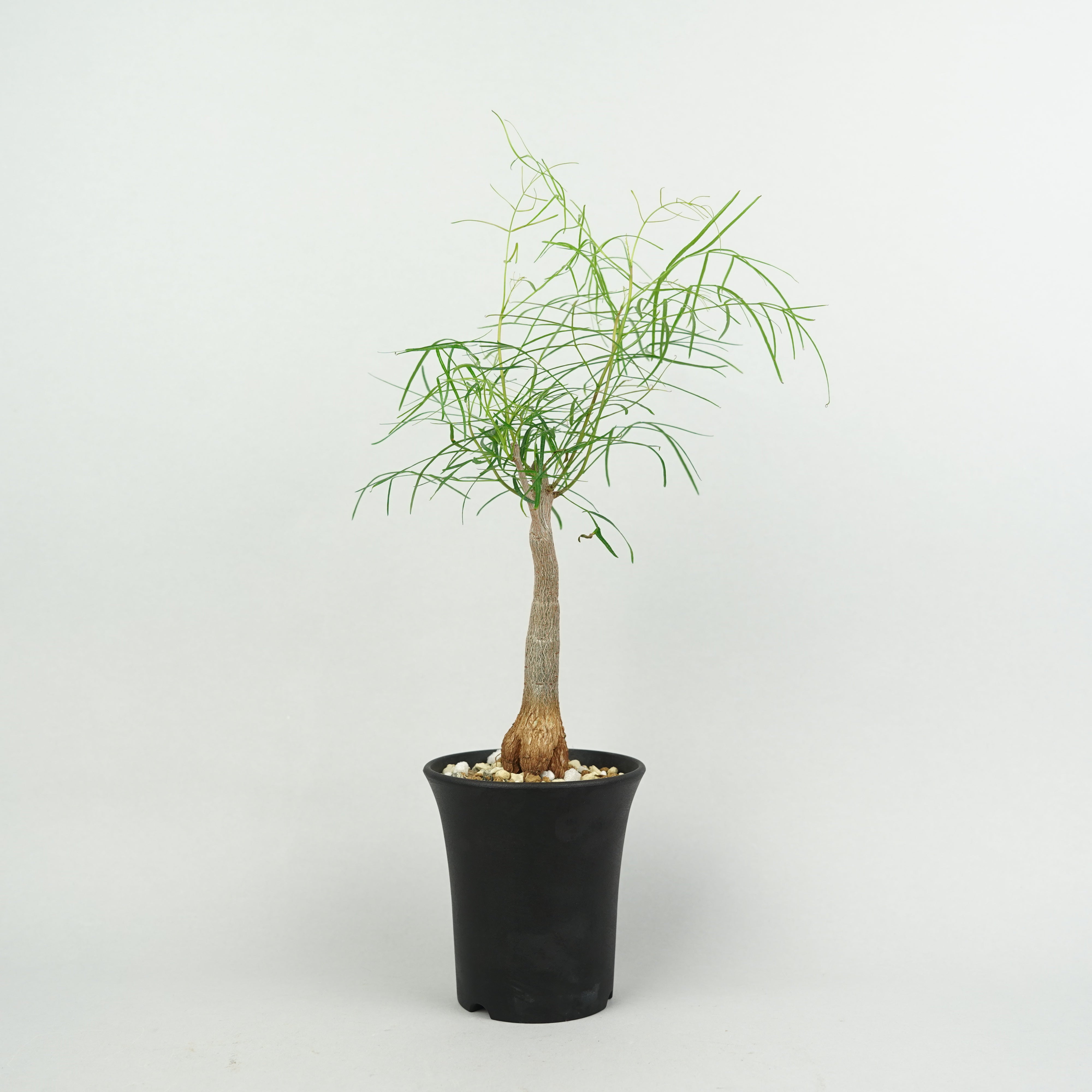 植物/灌木/その他の灌木 – Hachi-8