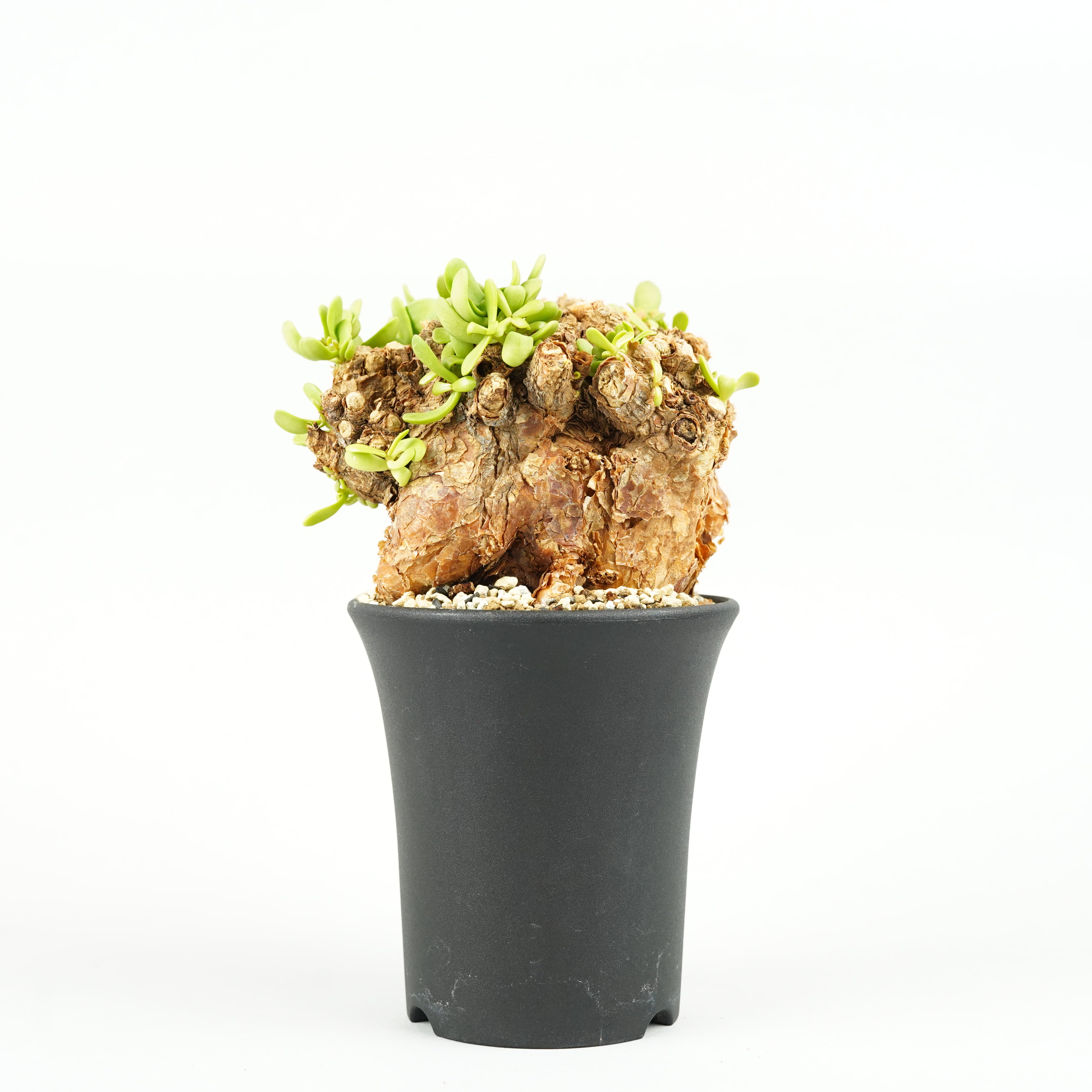 ピグマエア – Hachi-8