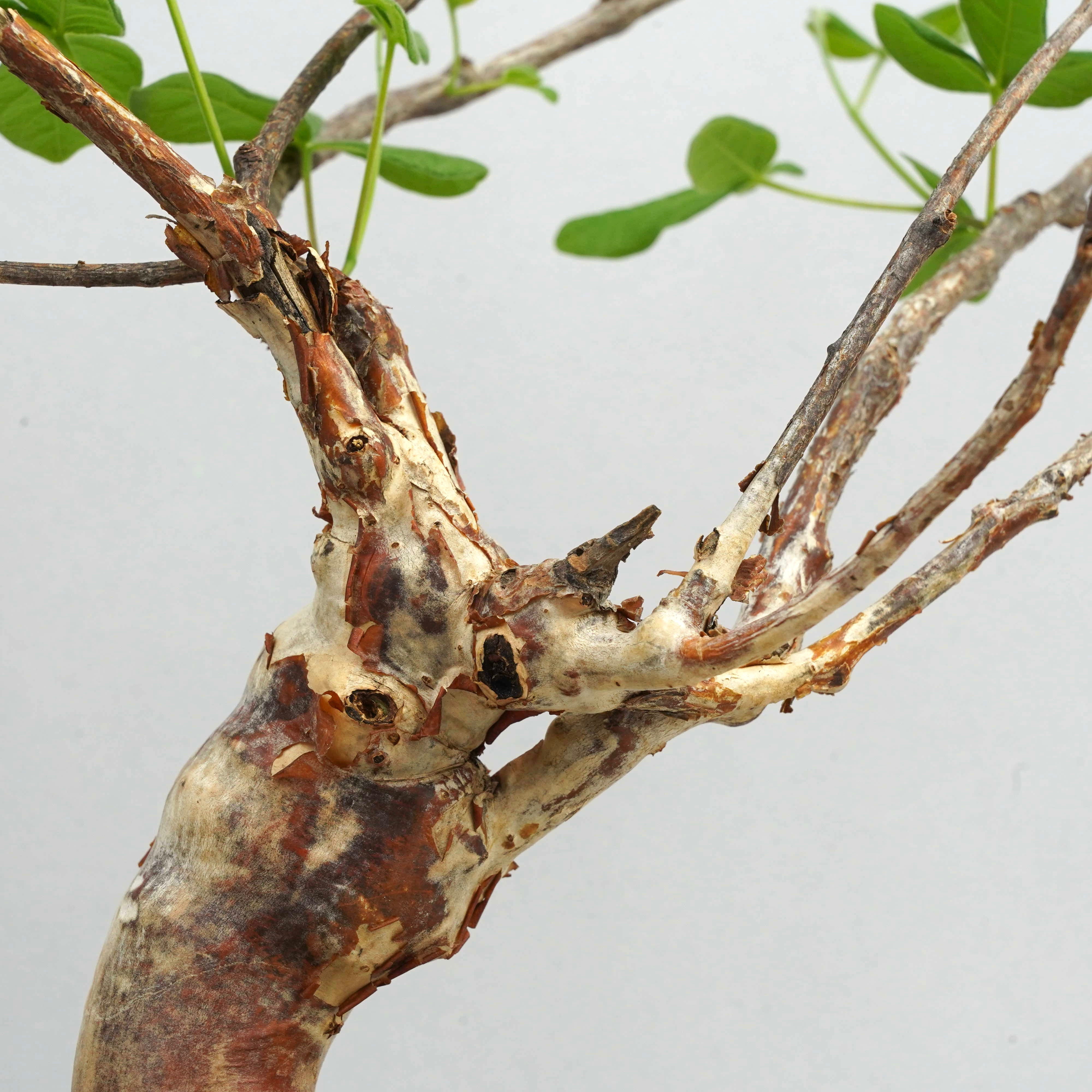 コミフォラ オルビクラリス ET0541 – Hachi-8