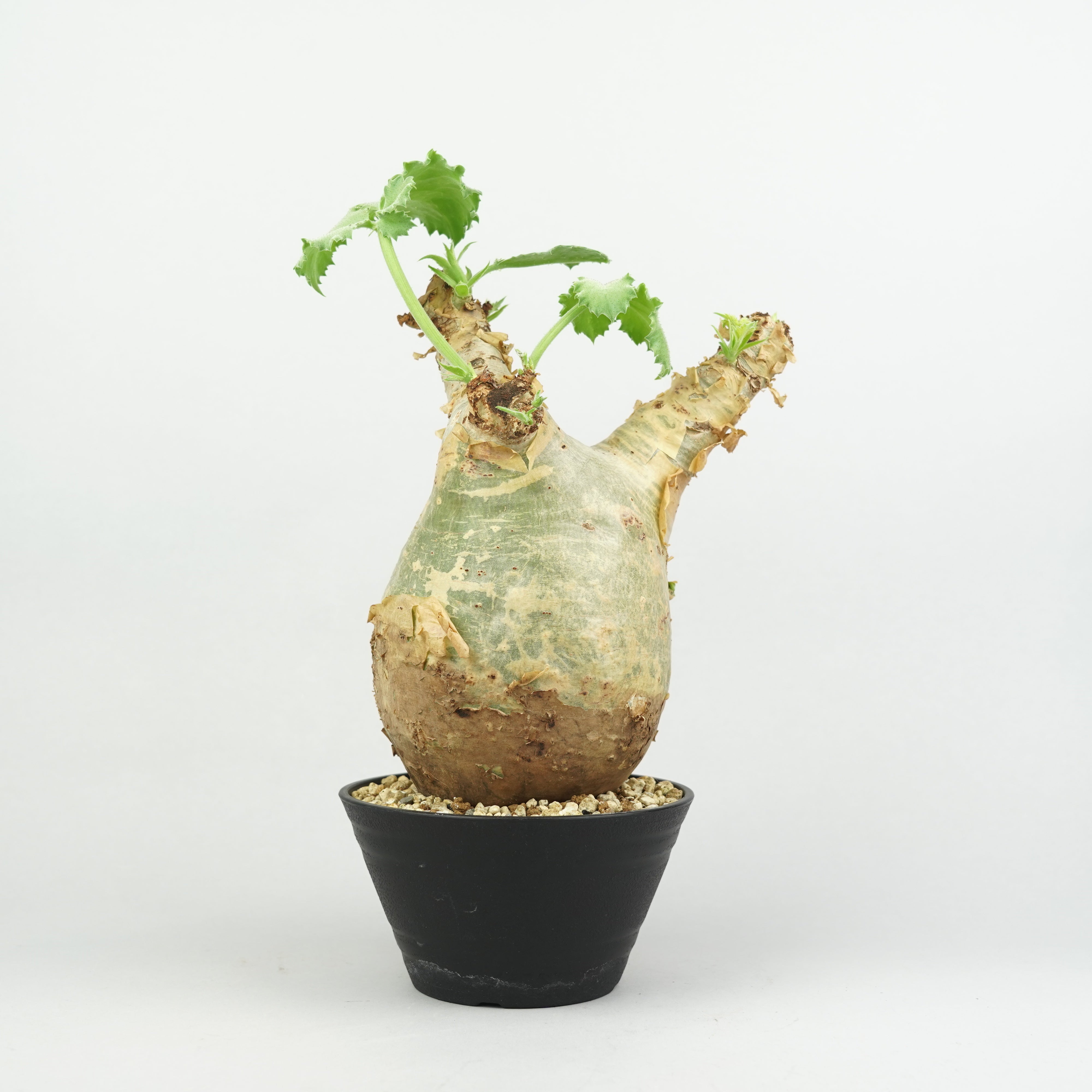 植物/希少植物etc/キフォステンマ – Hachi-8