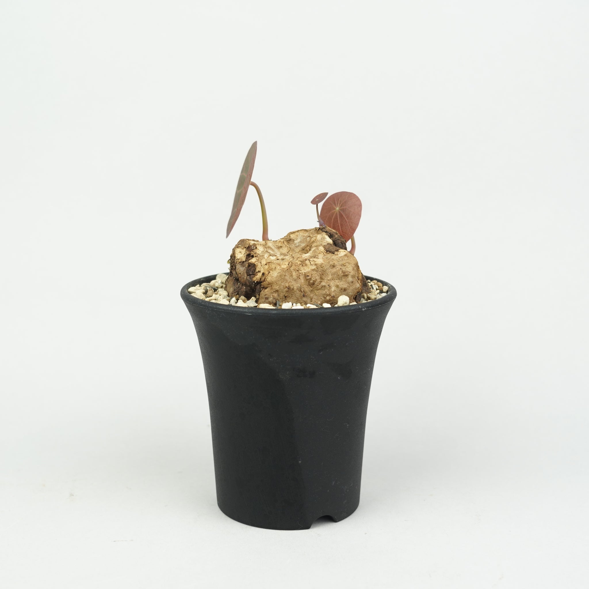 植物/ステファニア/すべて – Hachi-8