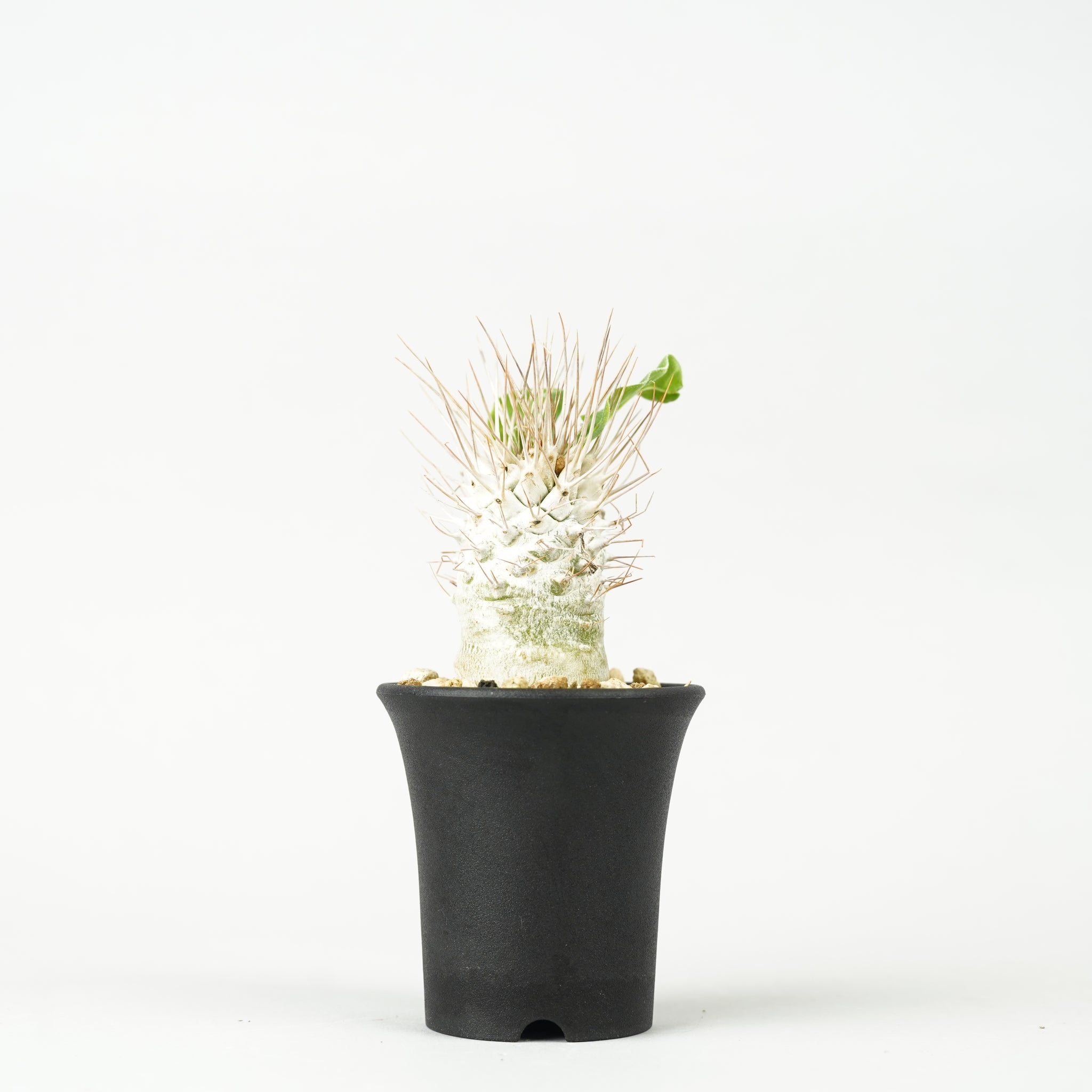 パキポディウム・ナマクアナム 光堂_ET0176「Pachypodium namaquanum」