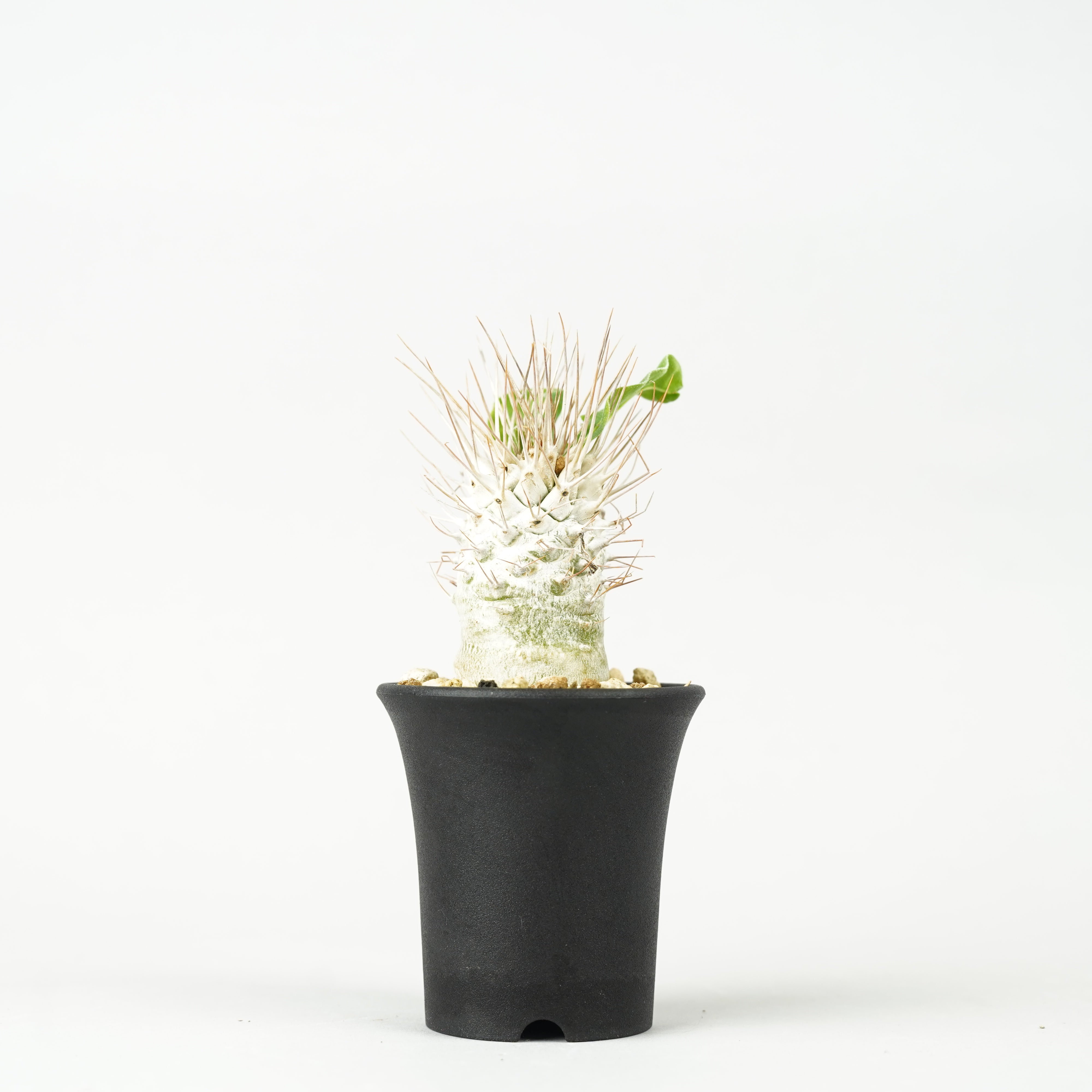 植物/パキポディウム・ナマクアナム 光堂 – Hachi-8