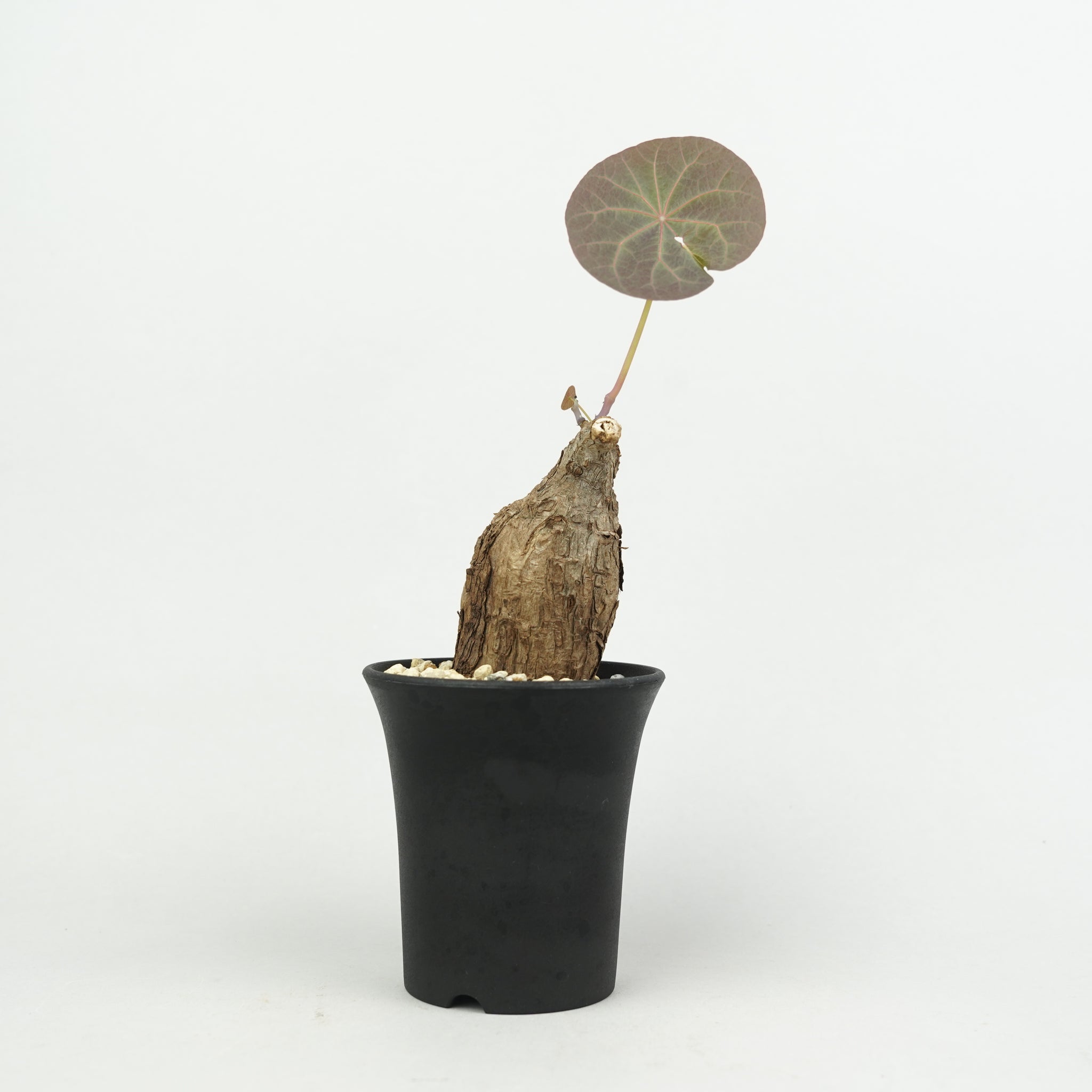 植物/ステファニア/すべて – Hachi-8