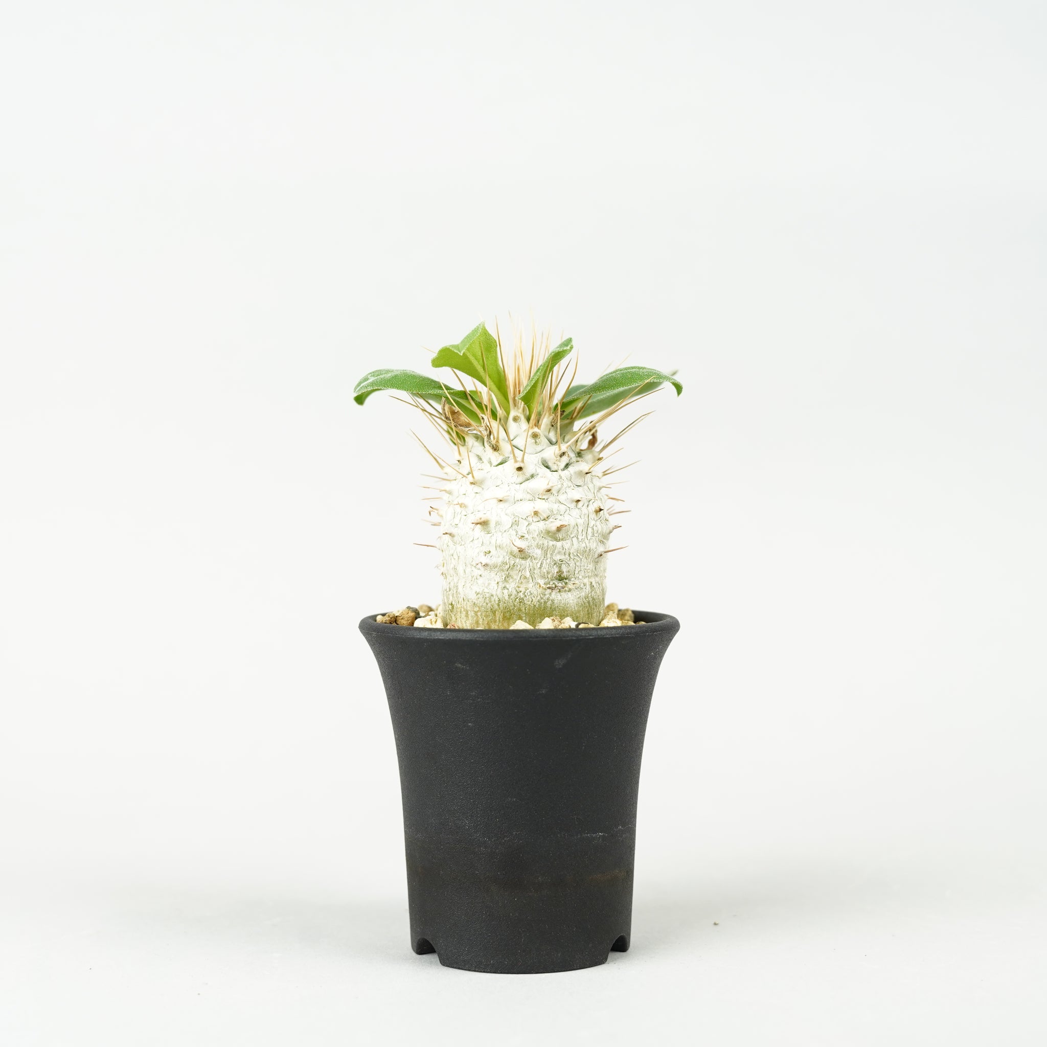 パキポディウム・ナマクアナム 光堂_PA0150「Pachypodium namaquanum」