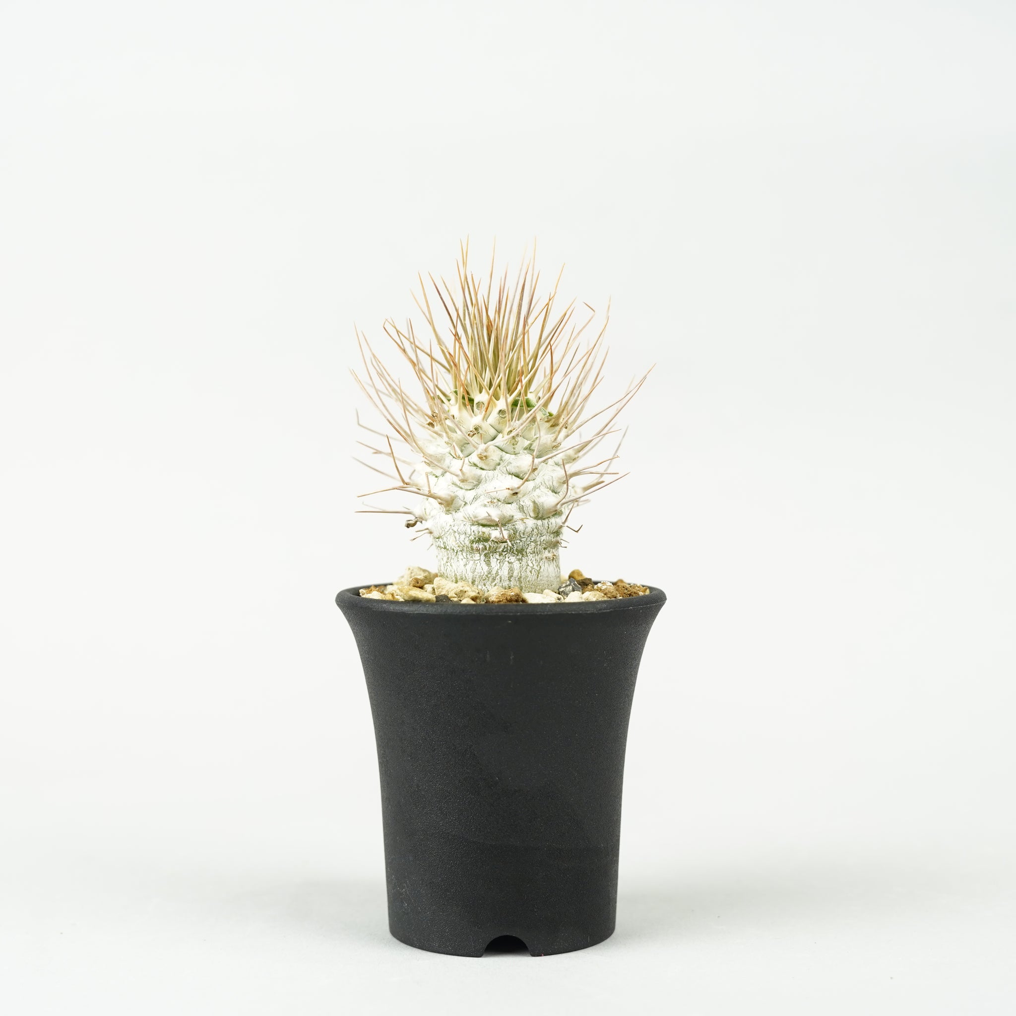 パキポディウム・ナマクアナム 光堂_PA0171「Pachypodium namaquanum」