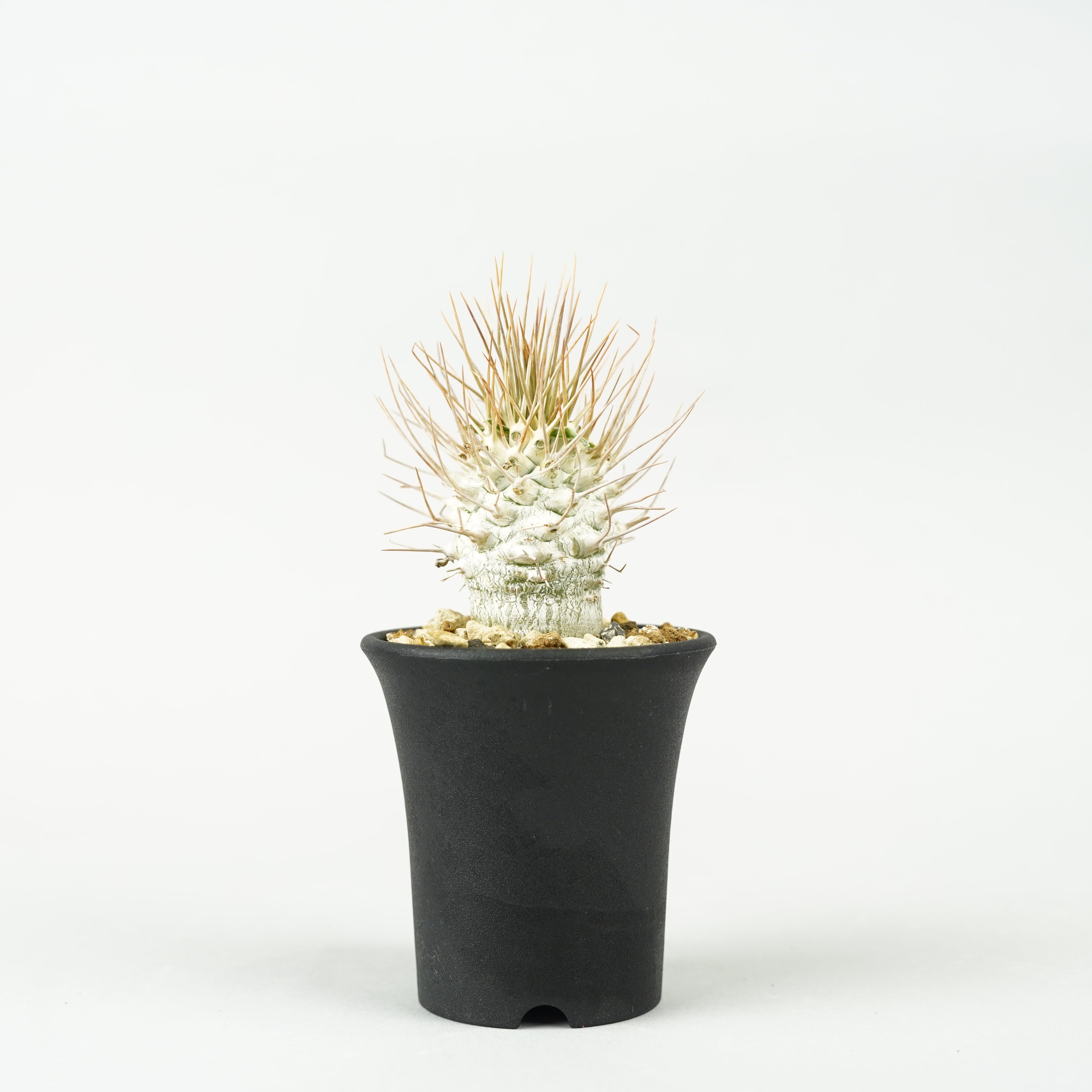 植物/パキポディウム・ナマクアナム 光堂 – Hachi-8