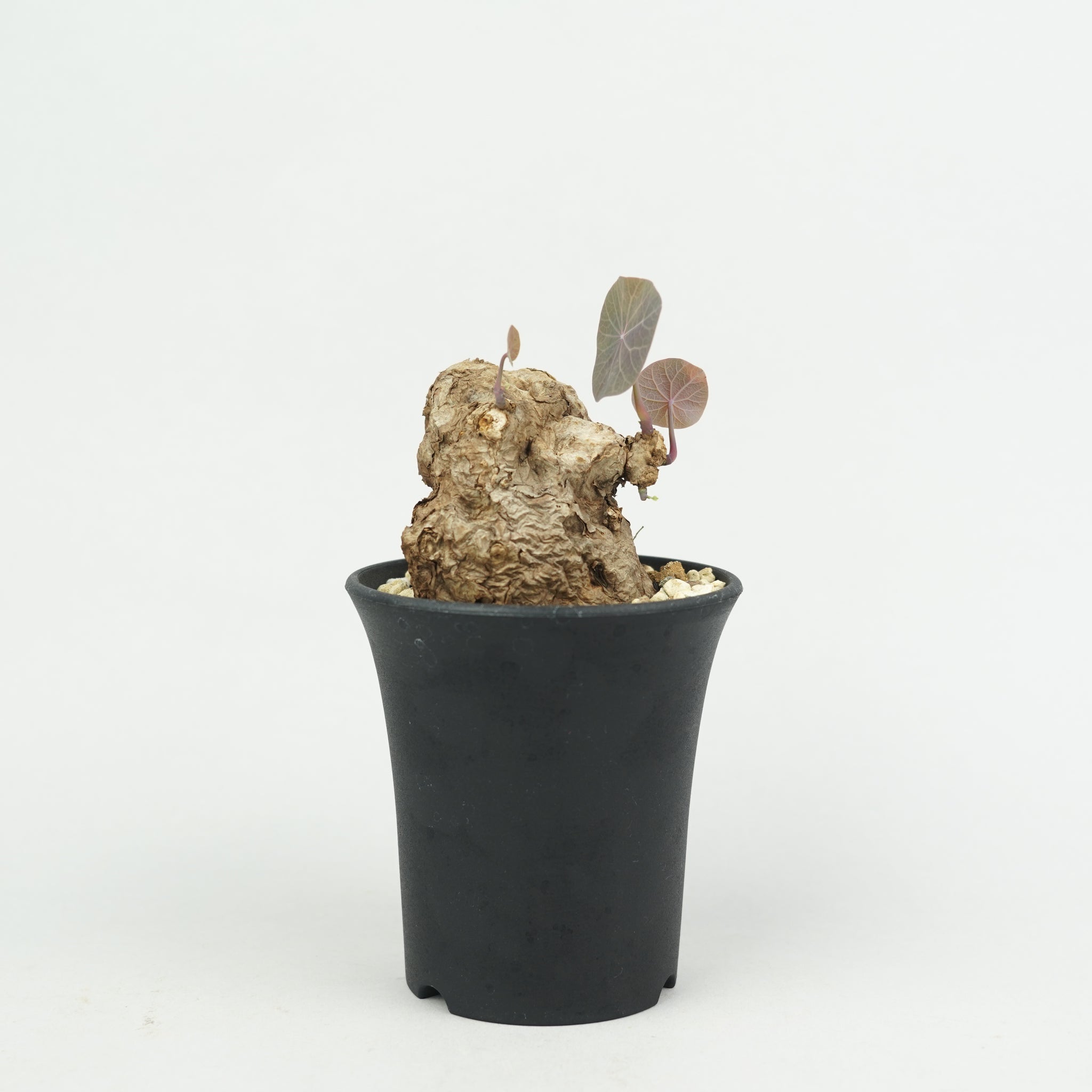 植物/ステファニア・スベローサ/カウィーサキー – Hachi-8