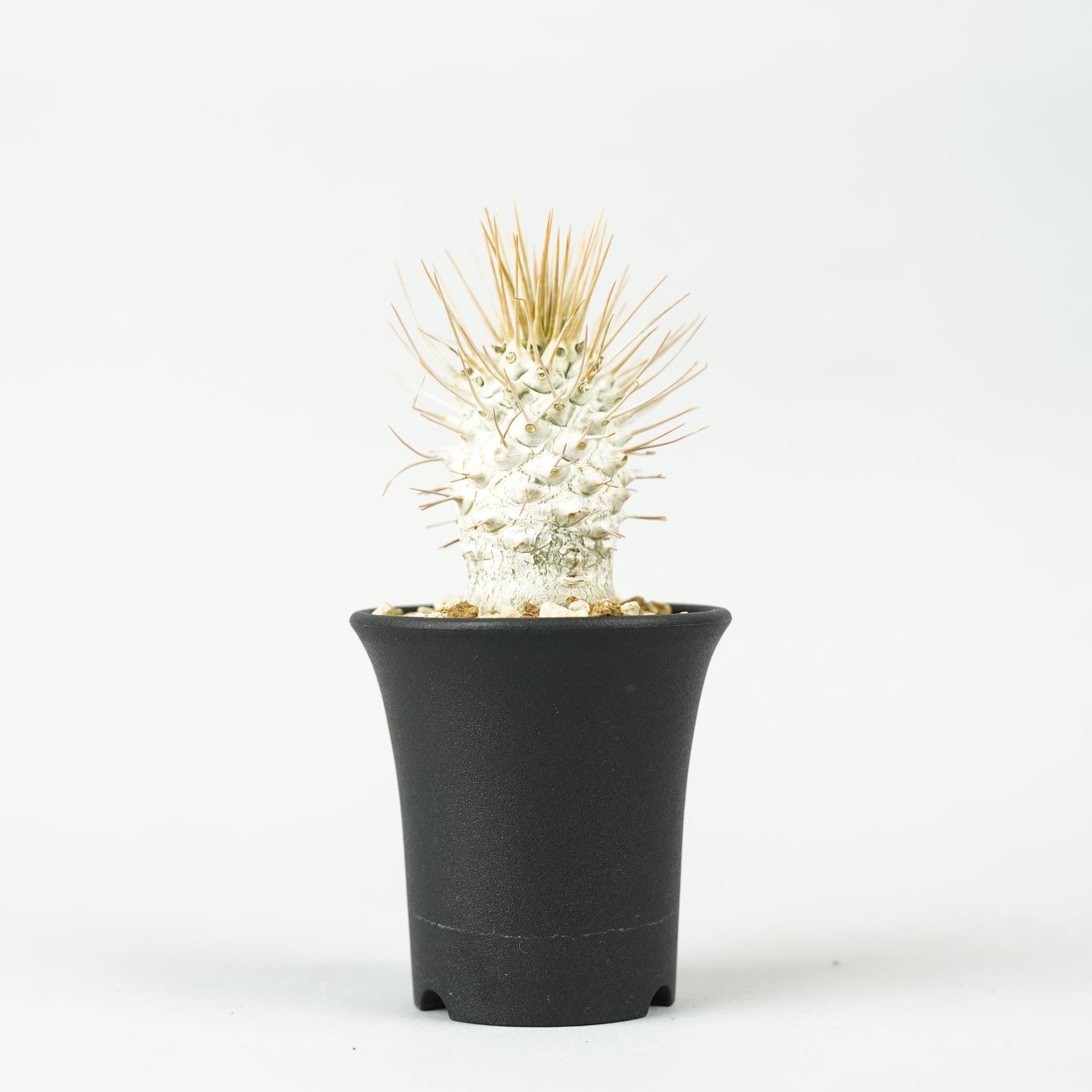 パキポディウム・ナマクアナム 光堂_PA0174「Pachypodium namaquanum」