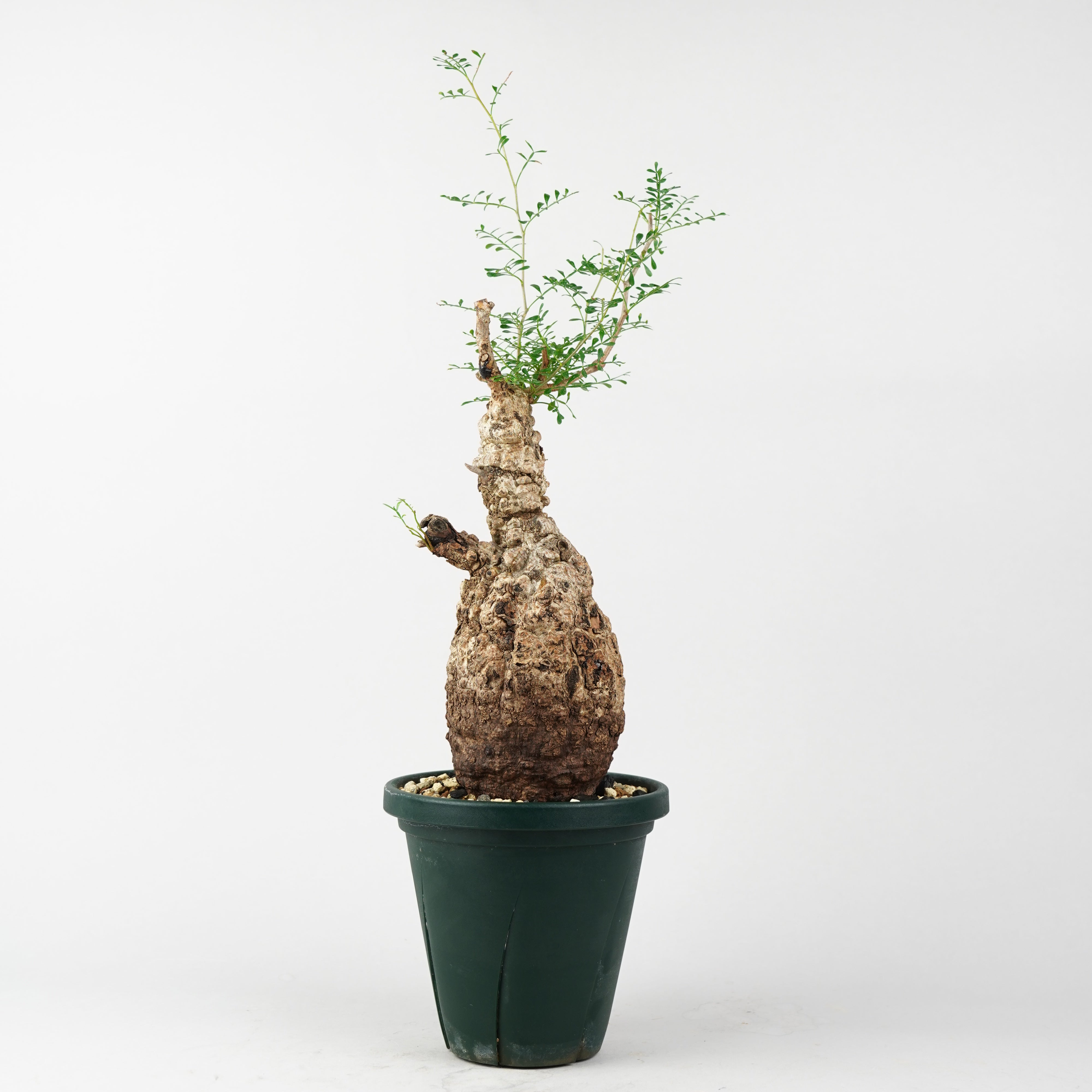 HACHI-8公式】オペルクリカリア・パキプス -Operculicarya pachypus