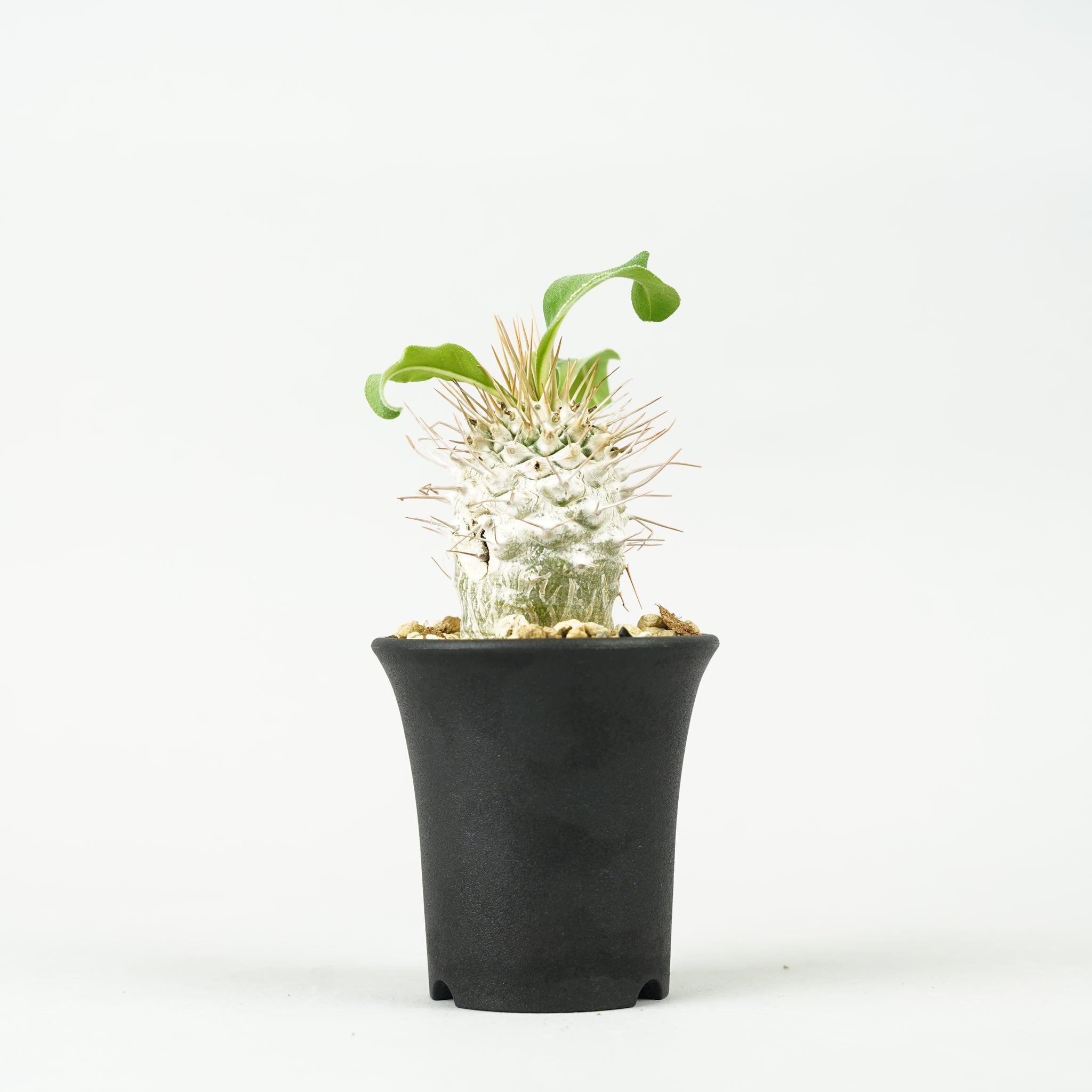 パキポディウム・ナマクアナム 光堂_PA0172「Pachypodium namaquanum」