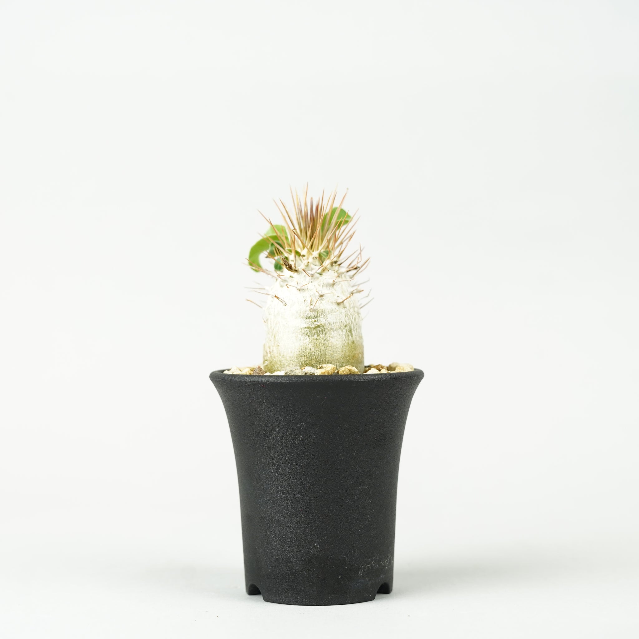 パキポディウム・ナマクアナム 光堂_PA0173「Pachypodium namaquanum」
