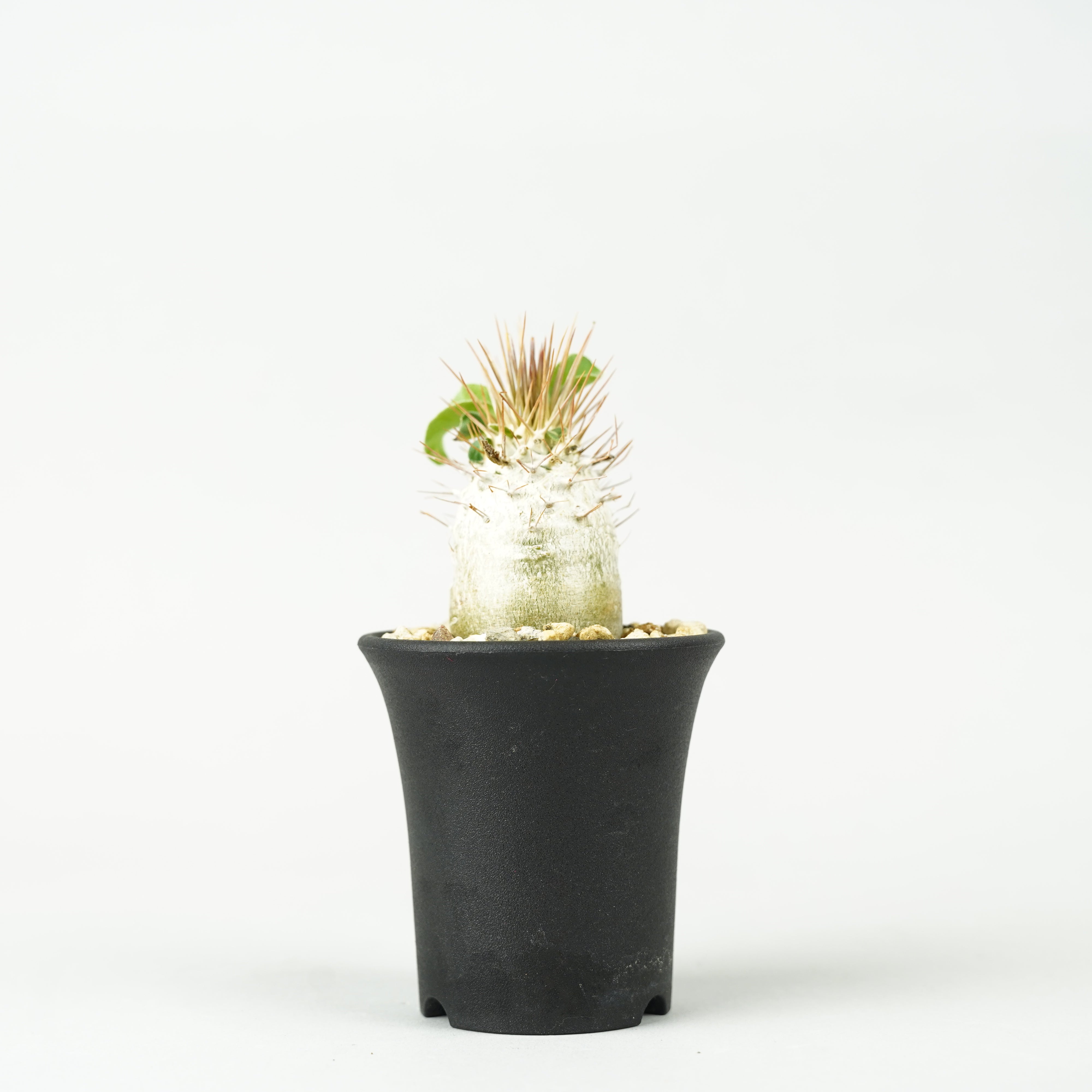 植物/パキポディウム・ナマクアナム 光堂 – Hachi-8