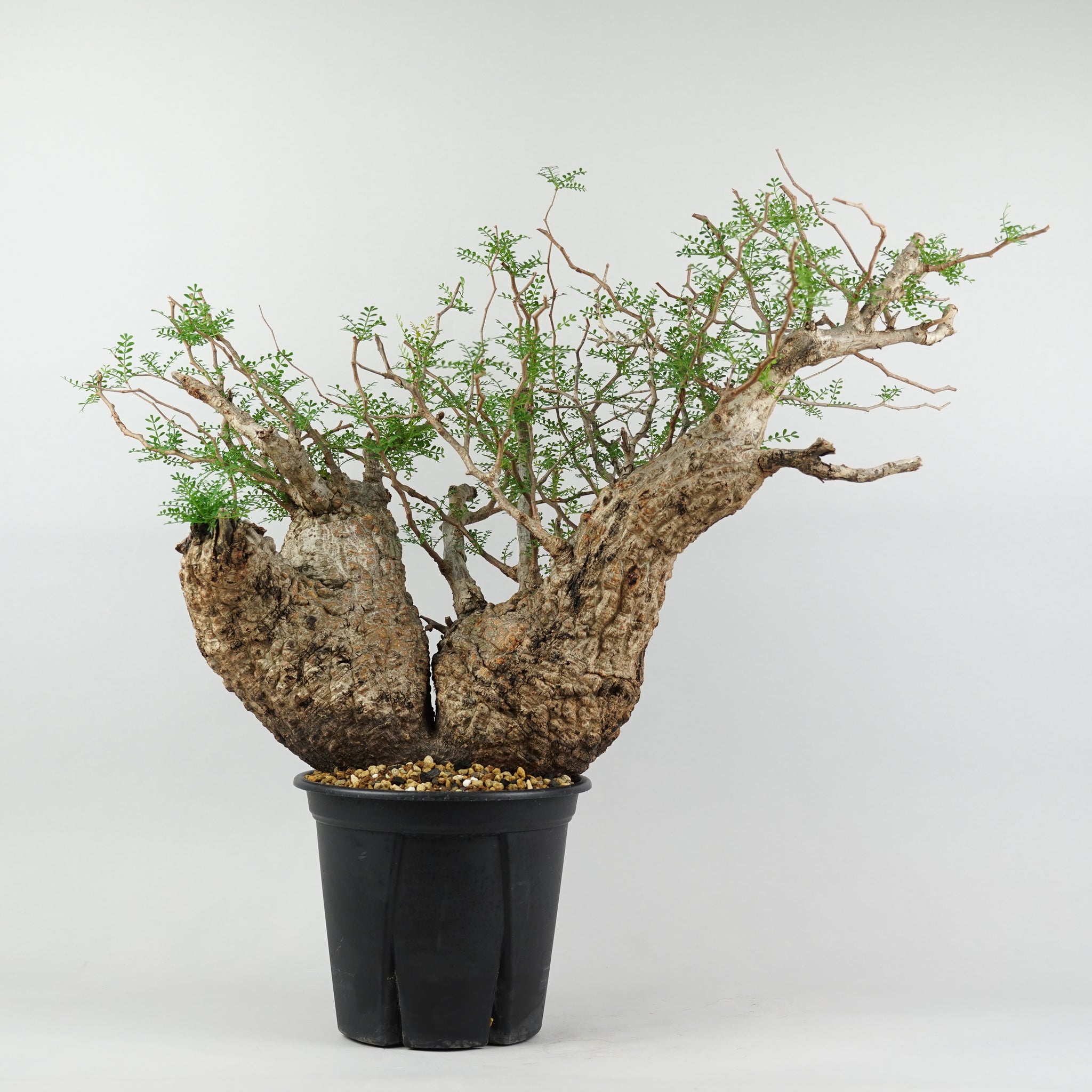 HACHI-8公式】オペルクリカリアパキプス -Operculicarya pachypus