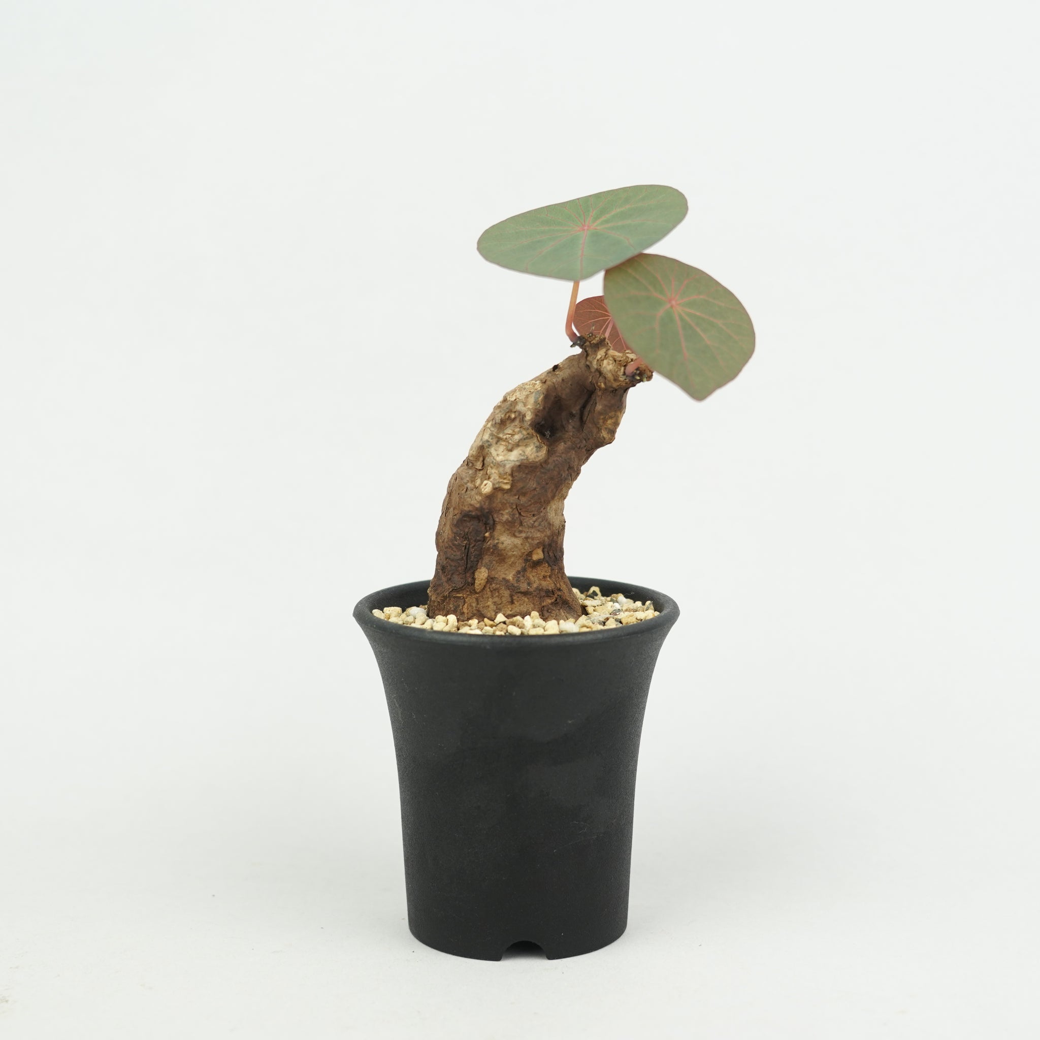 植物/ステファニア・スベローサ/カウィーサキー – Hachi-8