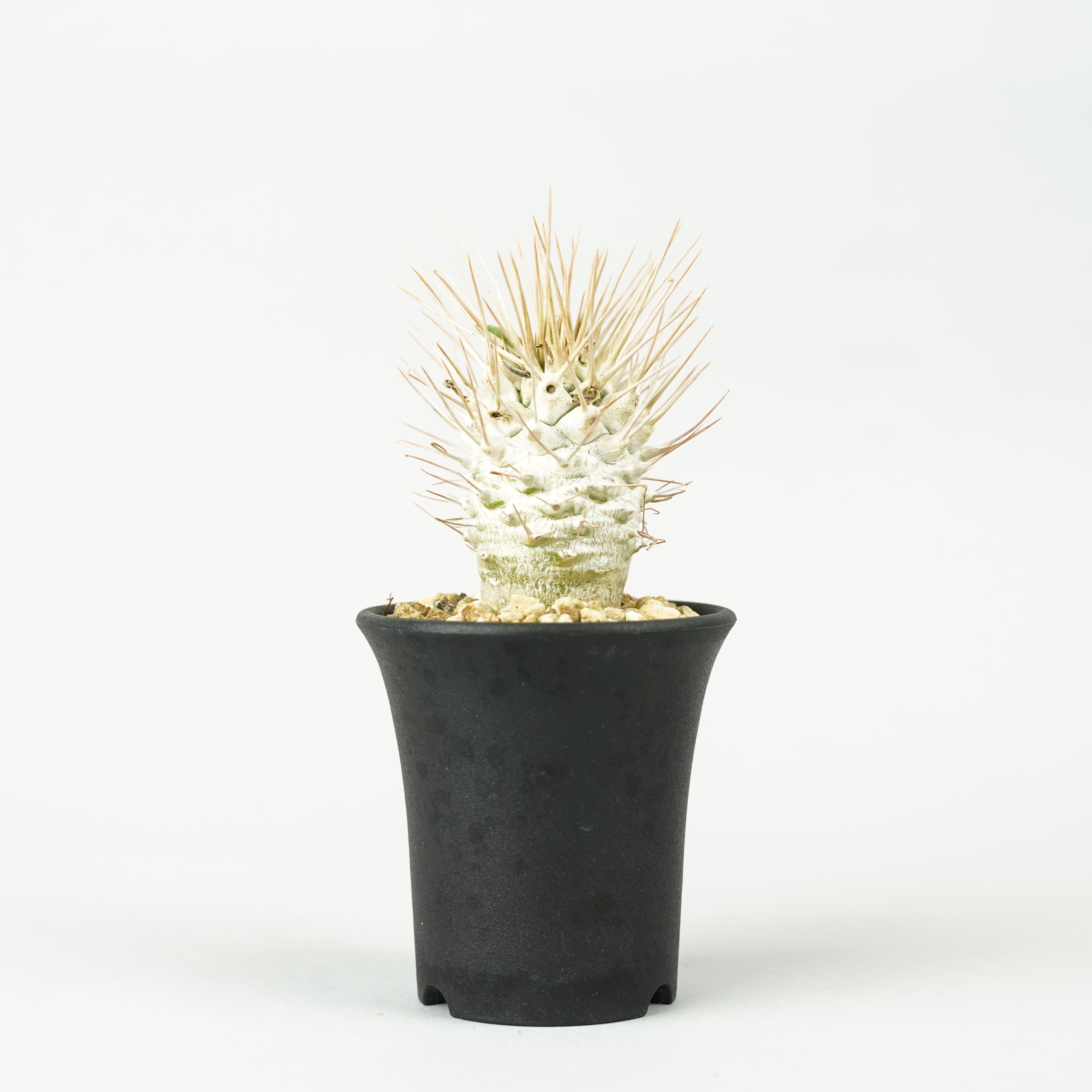 植物/パキポディウム・ナマクアナム 光堂 – Hachi-8