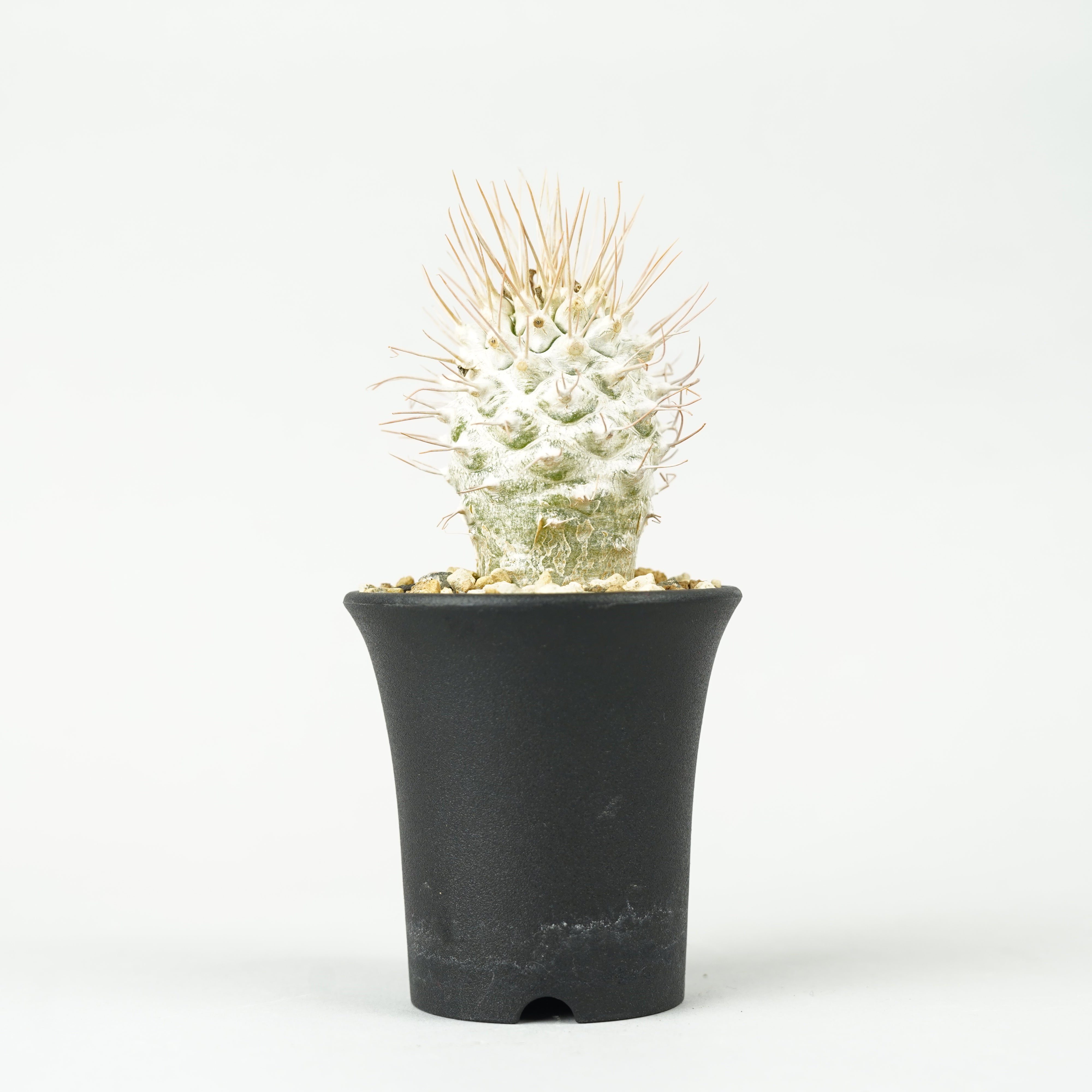 植物/パキポディウム・ナマクアナム 光堂 – Hachi-8