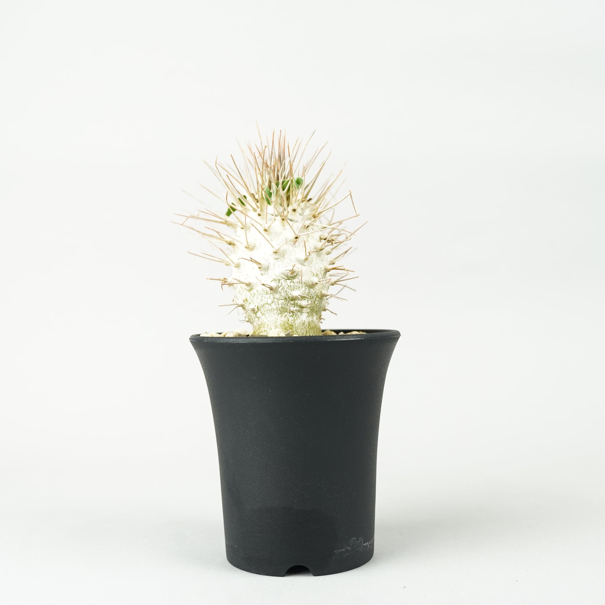 パキポディウム・ナマクアナム 光堂_PA0181「Pachypodium namaquanum」