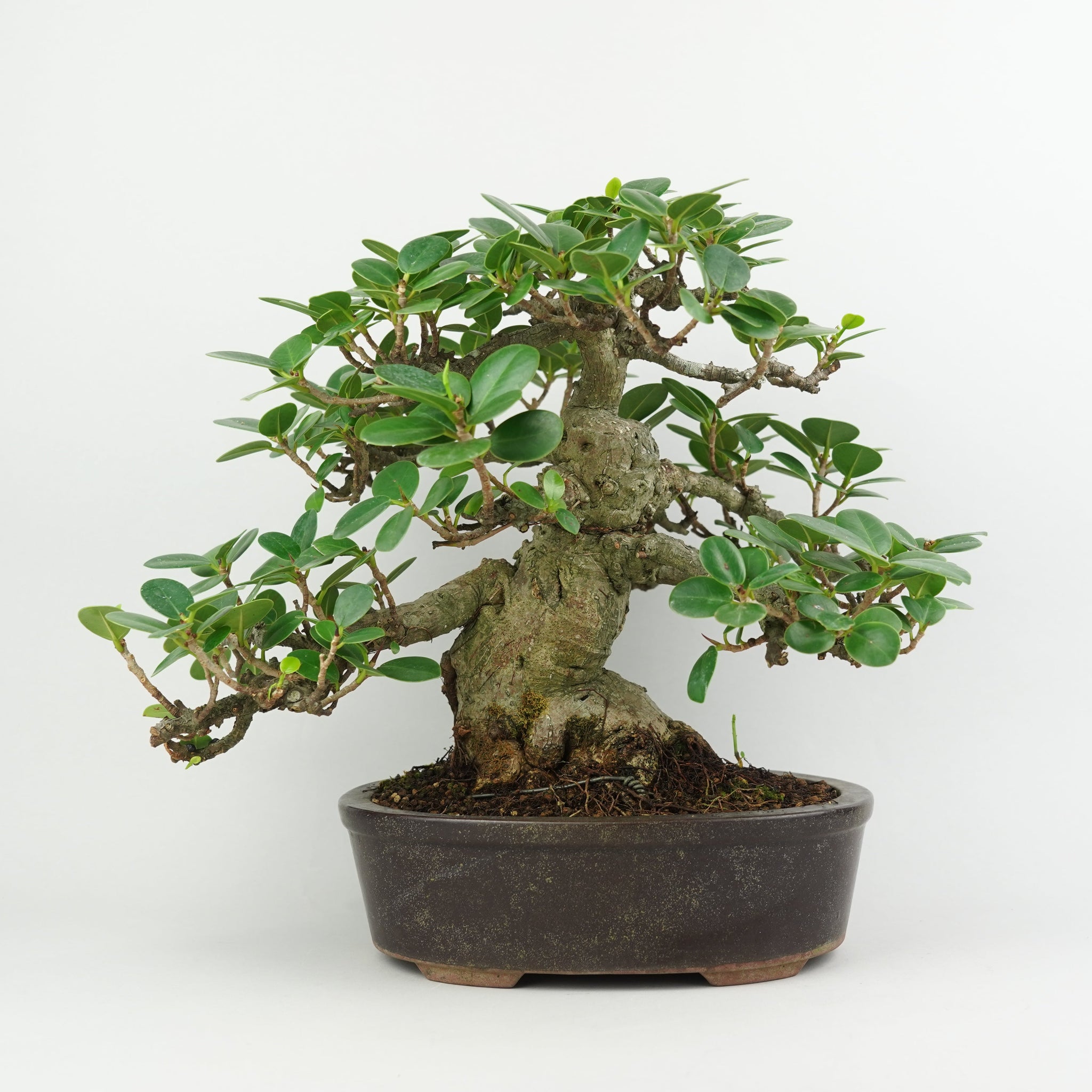 植物/盆栽 – Hachi-8