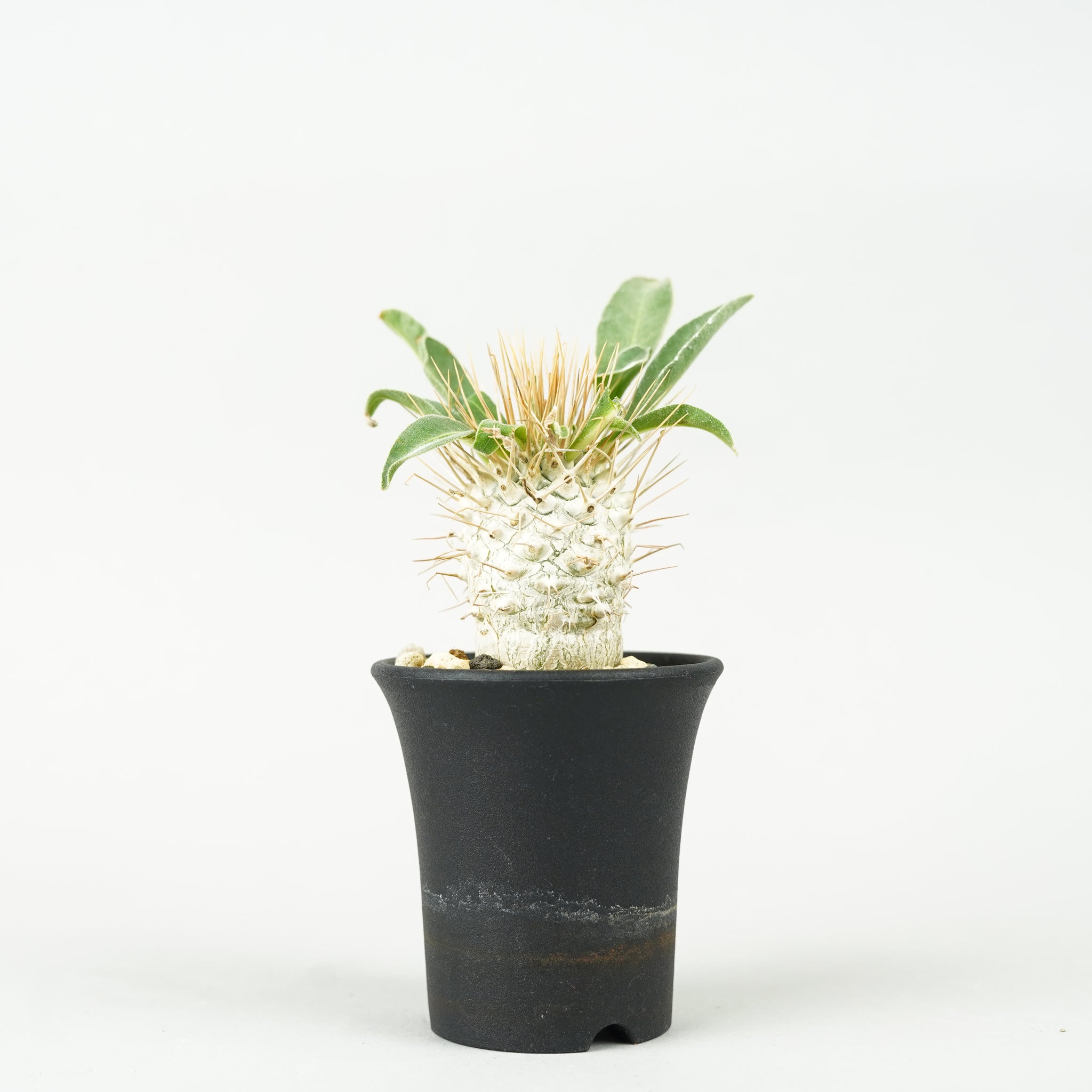 パキポディウム・ナマクアナム 光堂_PA0149「Pachypodium namaquanum」
