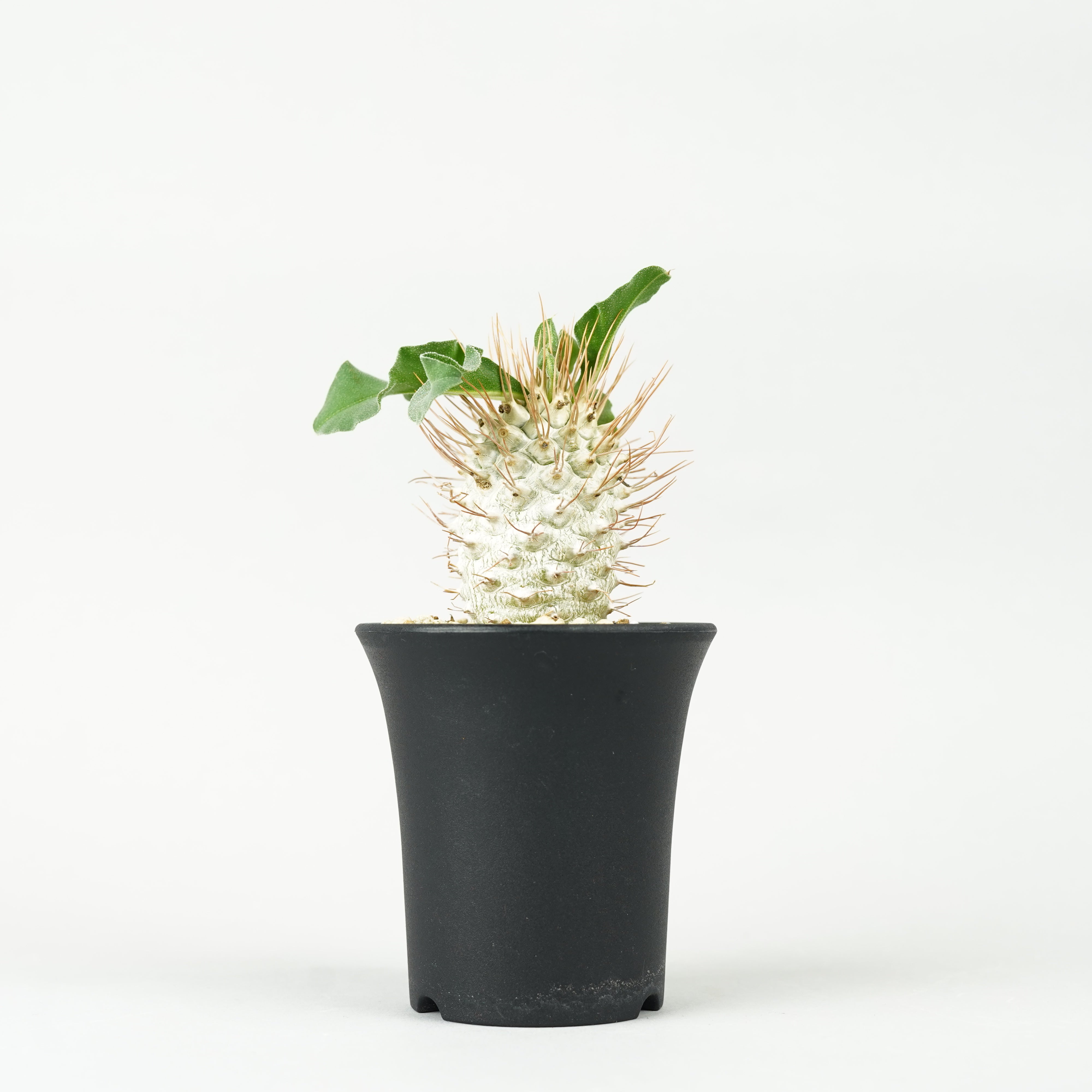 植物/パキポディウム・ナマクアナム 光堂 – Hachi-8