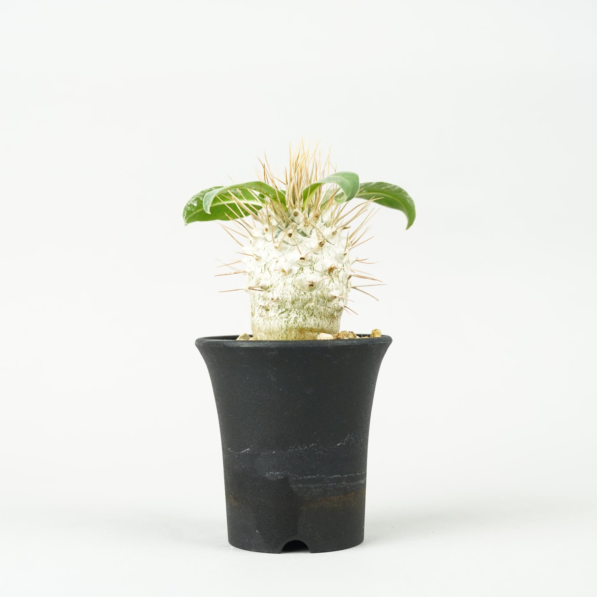 パキポディウム・ナマクアナム 光堂_PA0148「Pachypodium namaquanum」