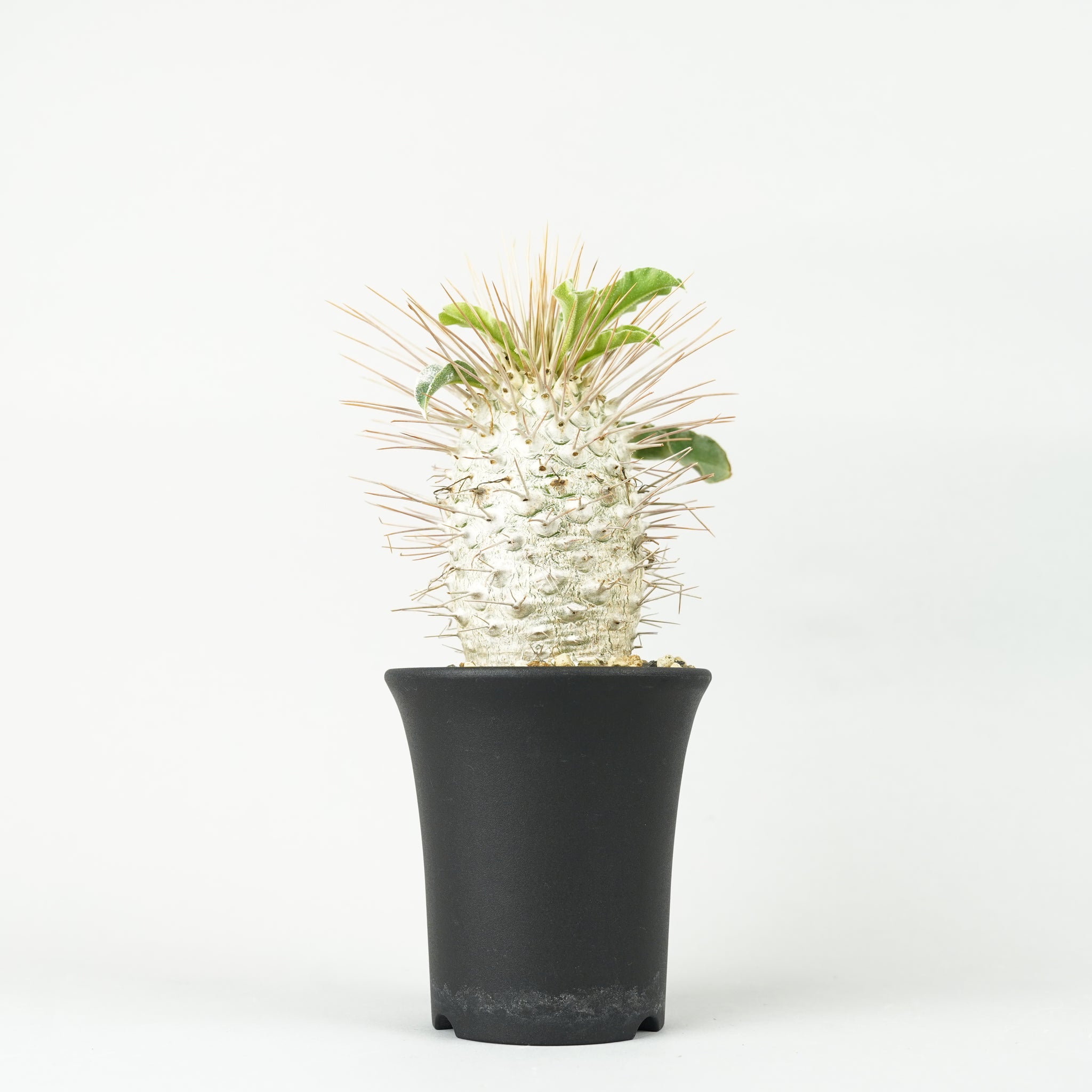 パキポディウム・ナマクアナム 光堂_PA0152「Pachypodium namaquanum」
