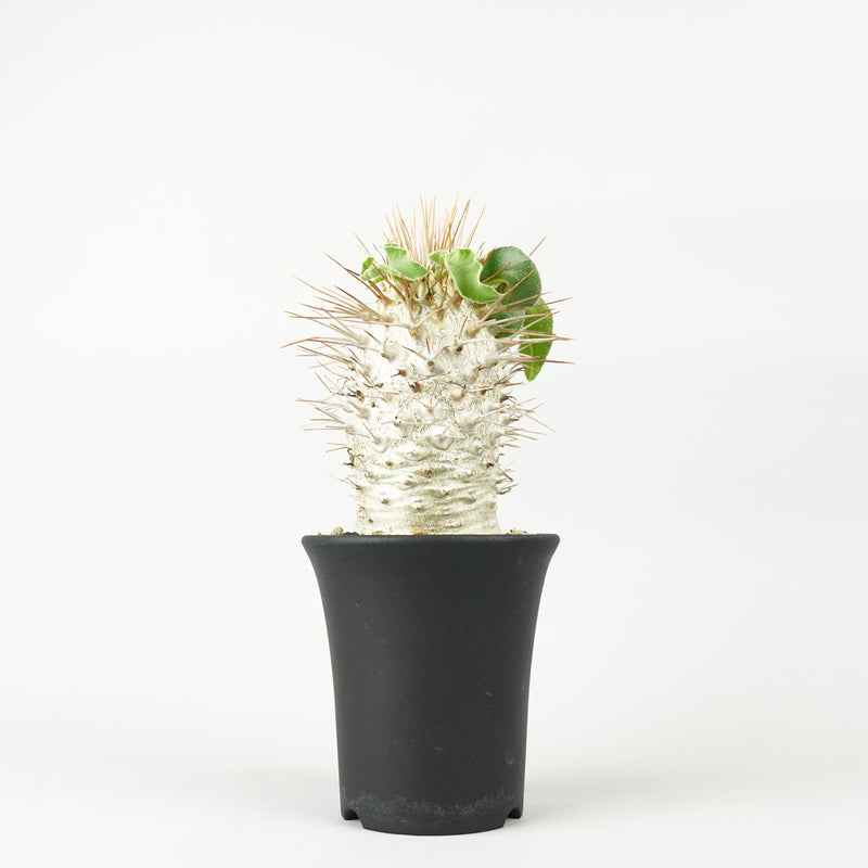 パキポディウム・ナマクアナム 光堂_PA0153「Pachypodium namaquanum」