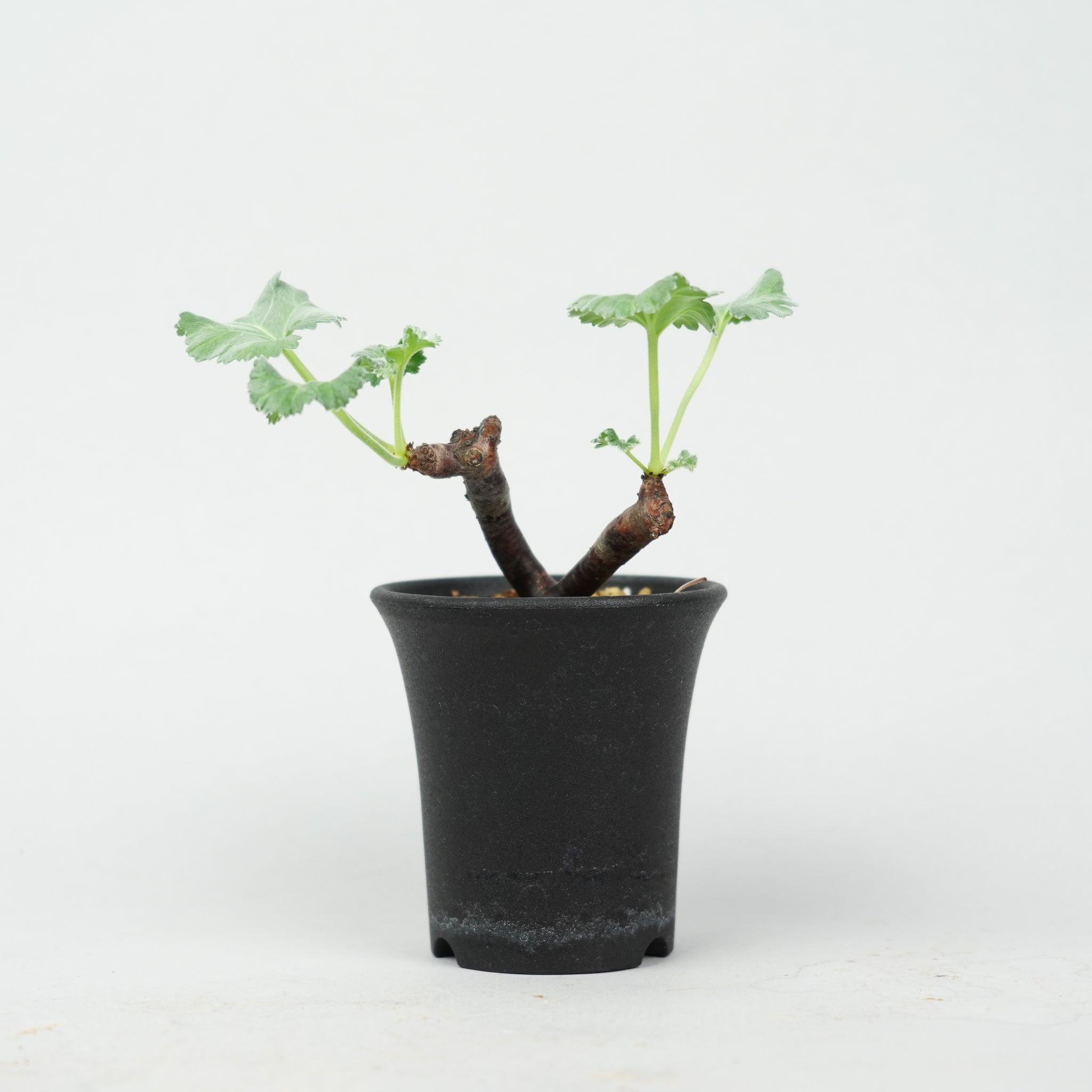 ペラルゴニウム・ミラビレ 「Pelargonium Mirabile」/ PL0169